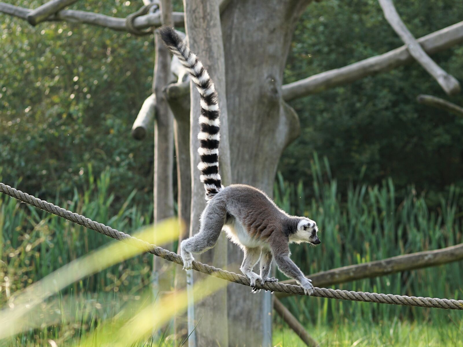 Sony a6000 + E 60mm F2.8 sample photo. Ring tailed lemur, lemur photography