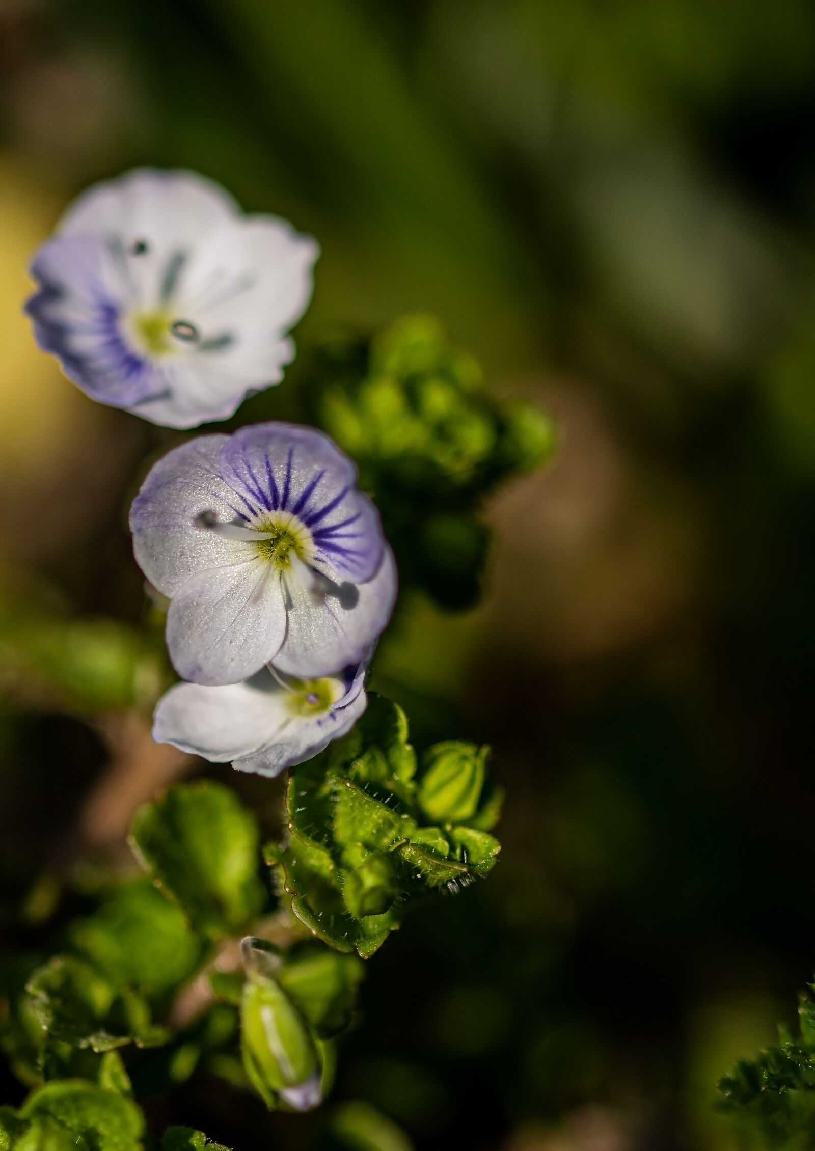 Nikon D5300 sample photo. Flower, field bloom, spring photography
