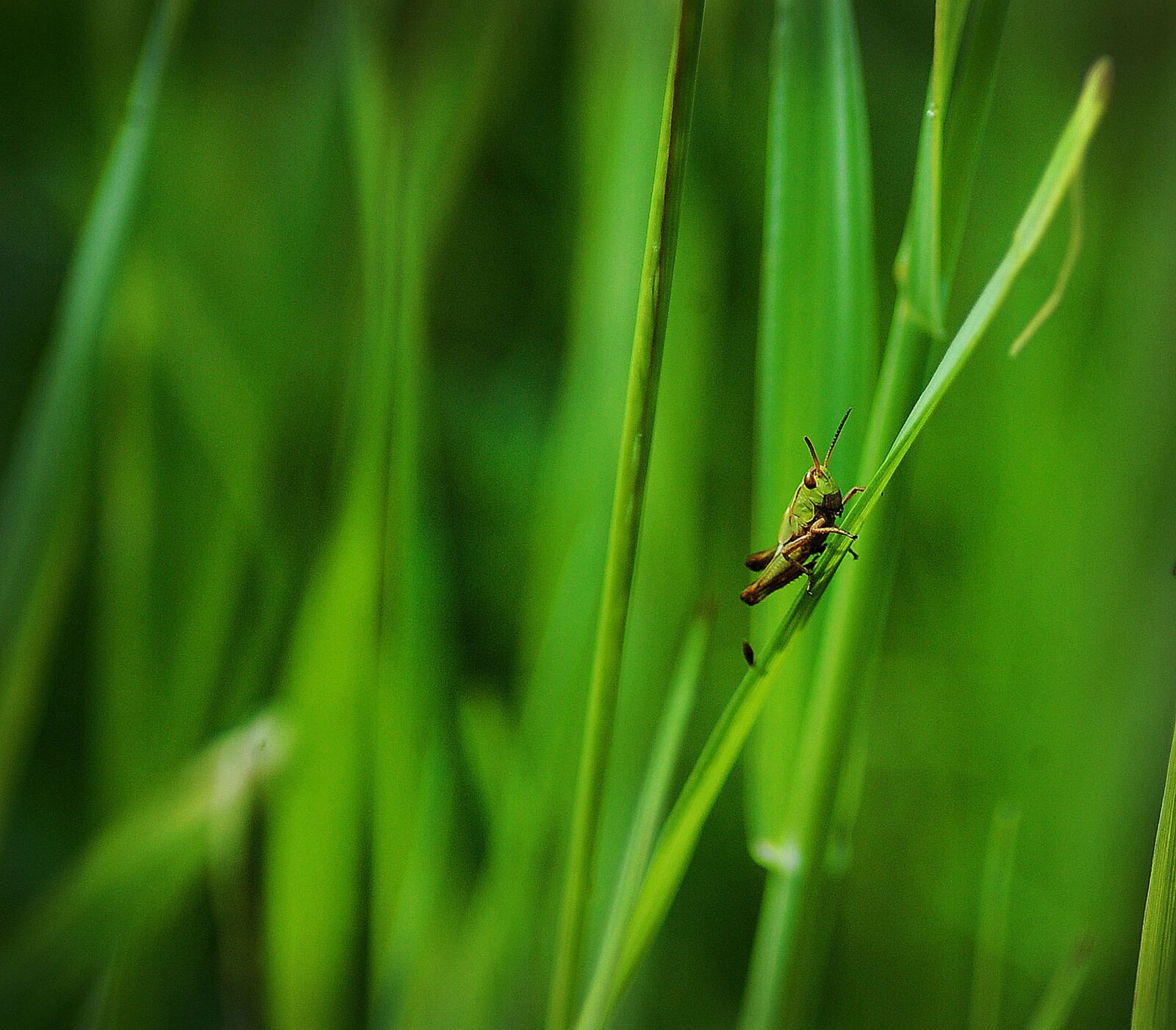 Nikon D40 sample photo. Grasshopper, green, nature photography