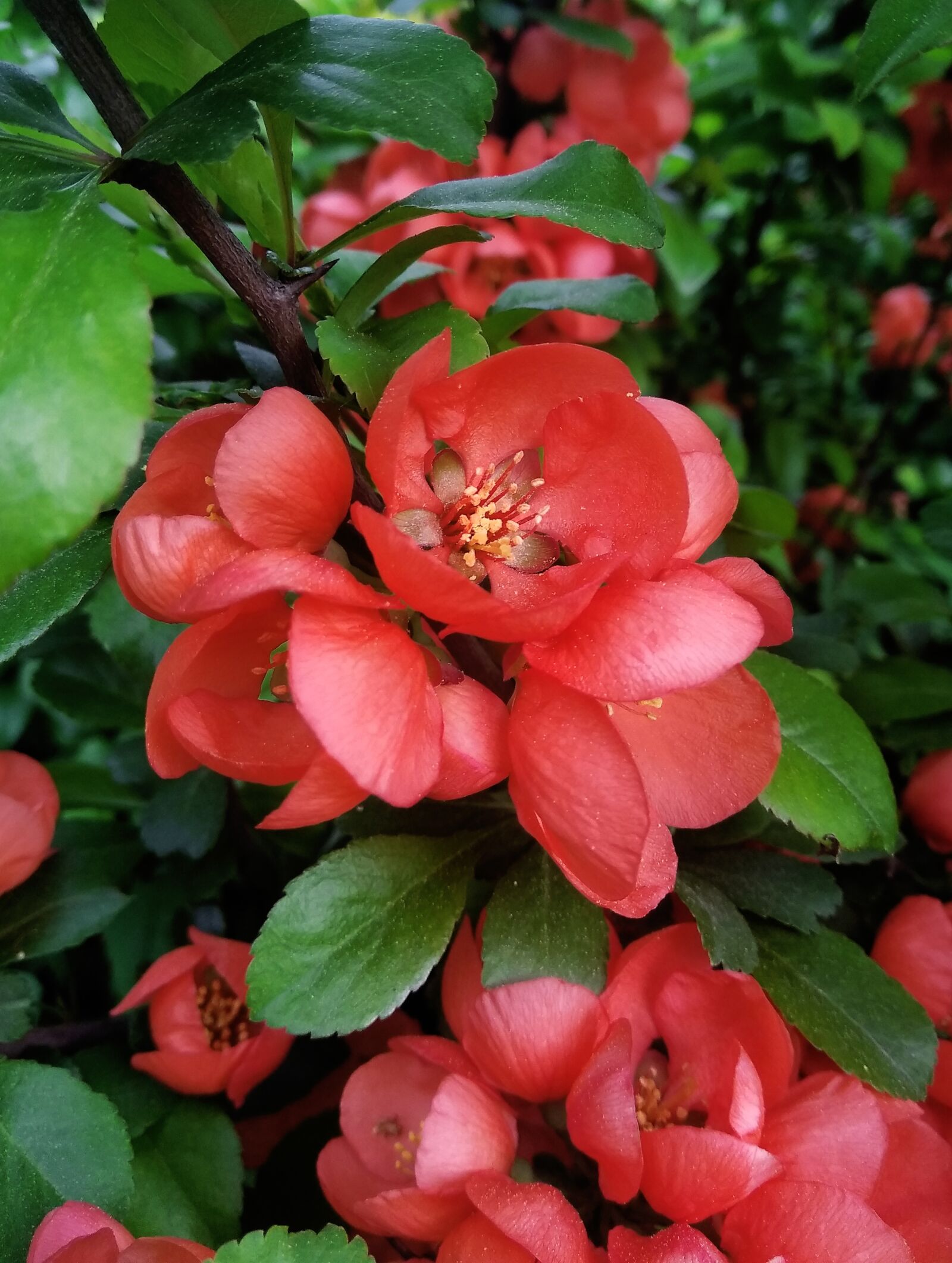 Xiaomi Redmi Note 4 sample photo. Shrub, flowers, inflorescences photography