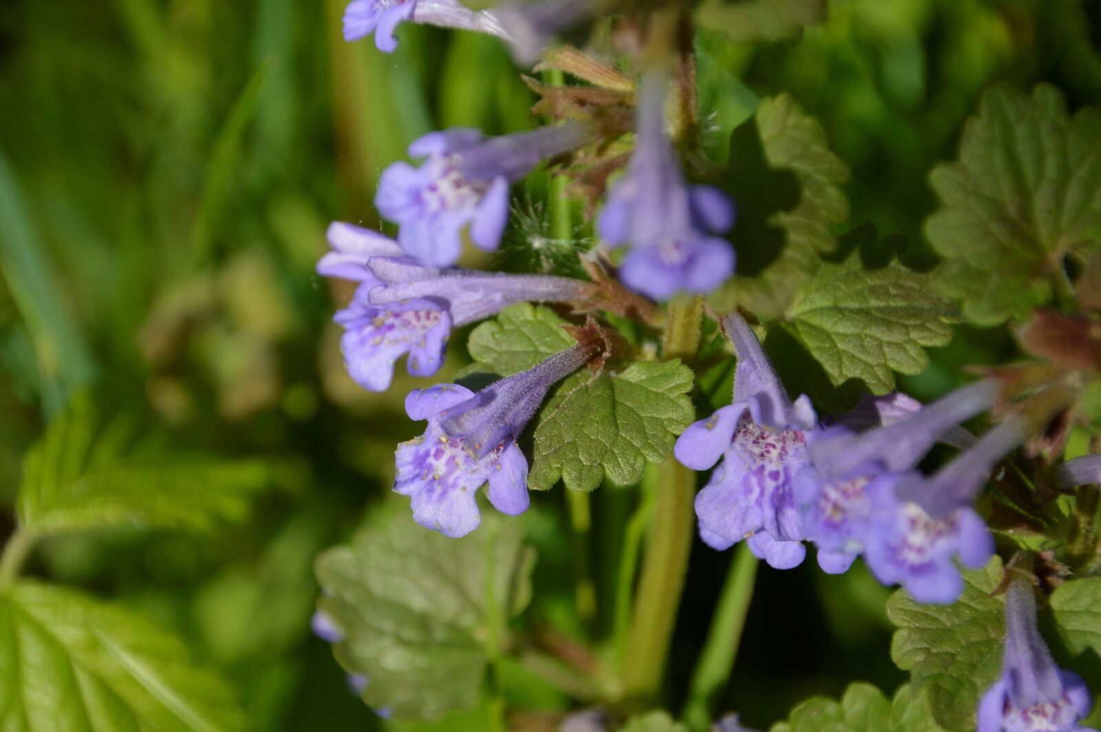 Nikon D3200 sample photo. Flower, flora, nature photography