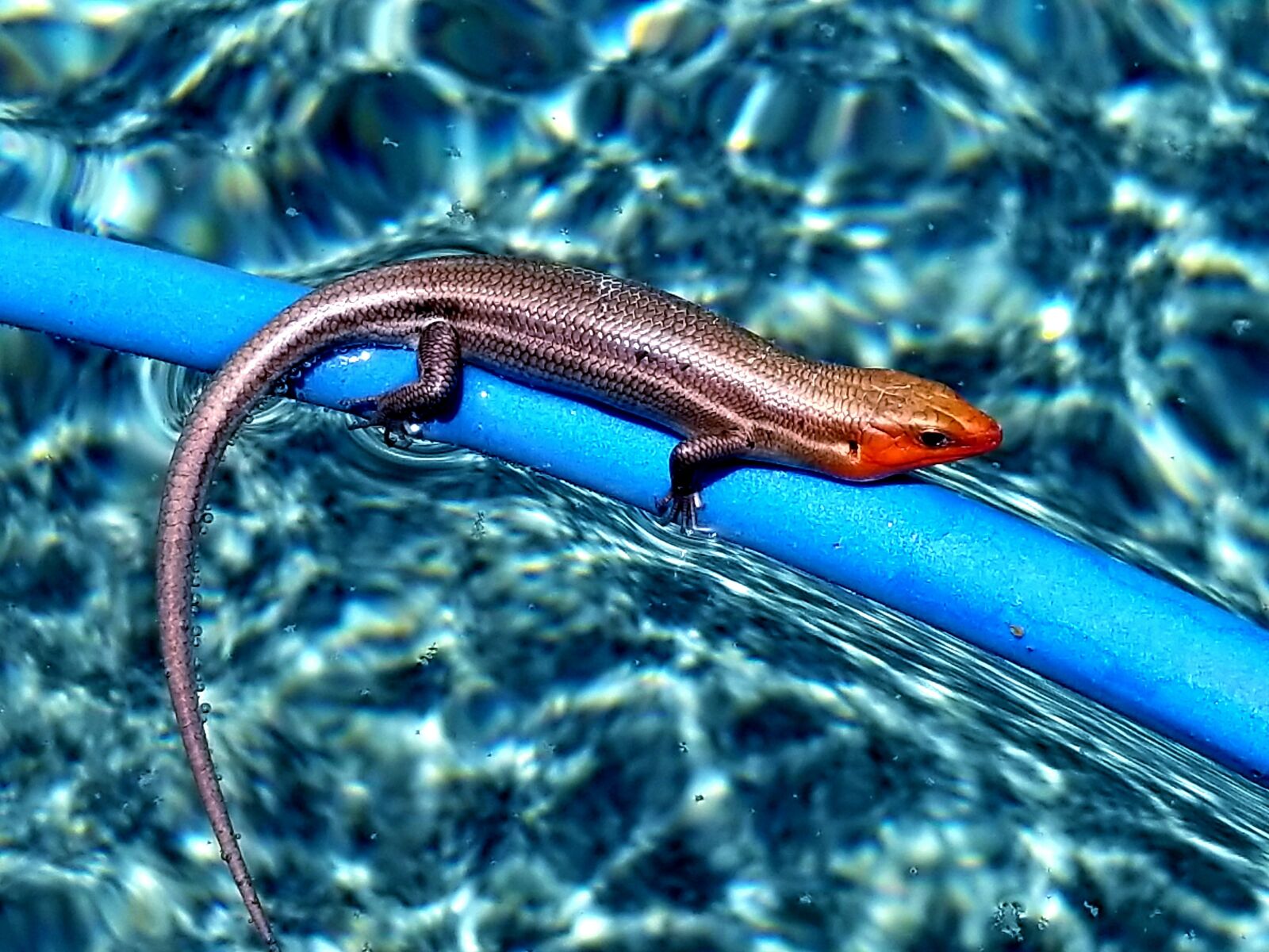 Samsung Galaxy S8 Active sample photo. Skink, blue, water photography