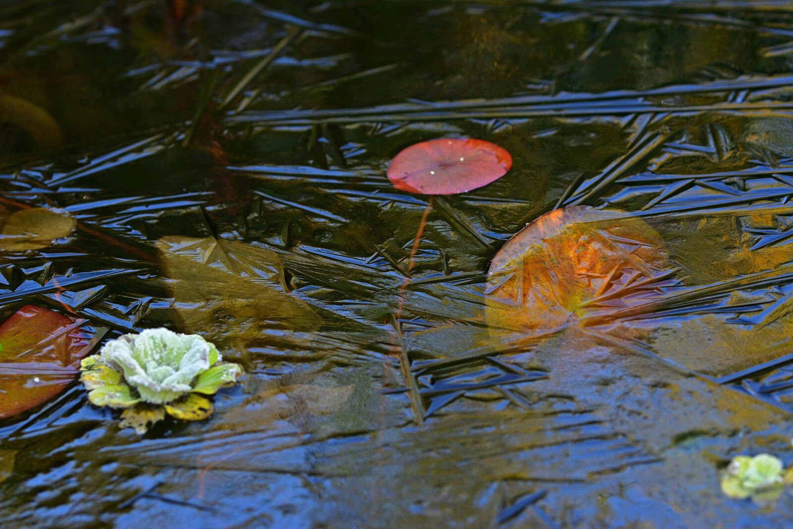 Nikon D5200 sample photo. Autumn, pond, frozen photography