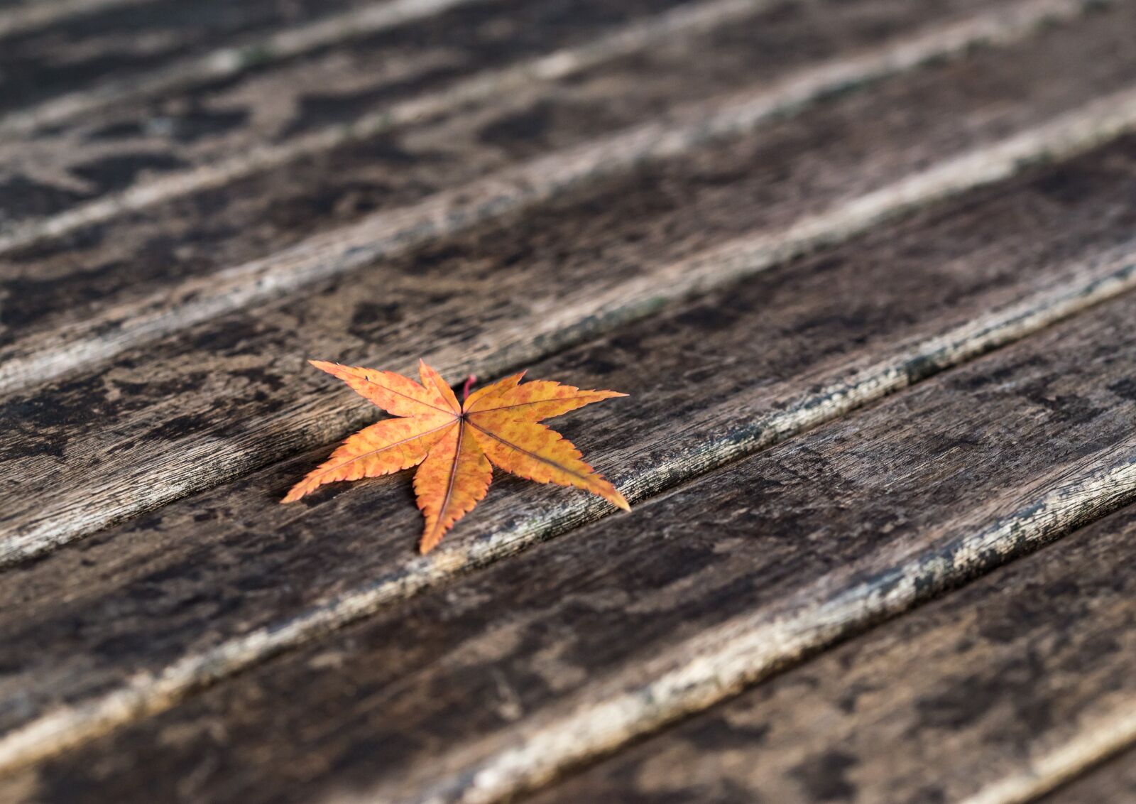 Nikon D610 sample photo. Maple leaf, autumn, fall photography