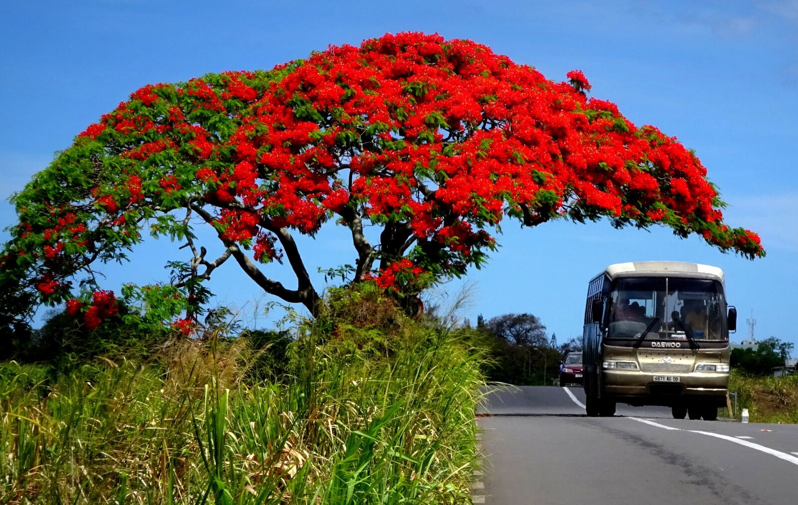 Sony Cyber-shot DSC-WX350 sample photo. Flamboyant, fauna, mauritius photography