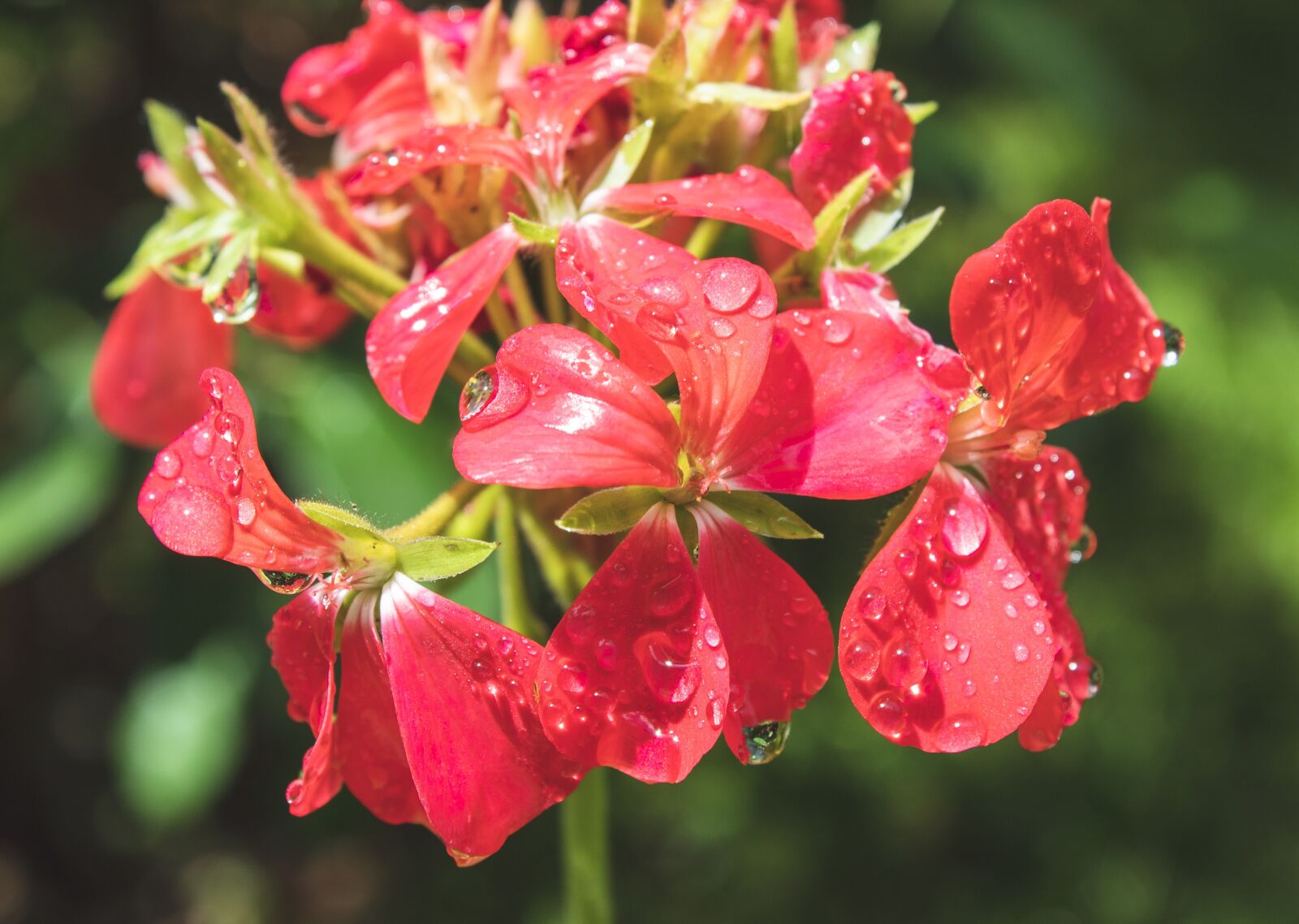 Canon EOS 1300D (EOS Rebel T6 / EOS Kiss X80) sample photo. Flower, red, petals photography