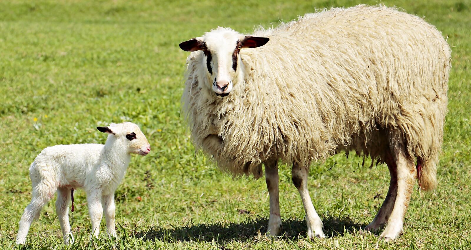 Canon EOS 100D (EOS Rebel SL1 / EOS Kiss X7) sample photo. Lamb, sheep, animal photography