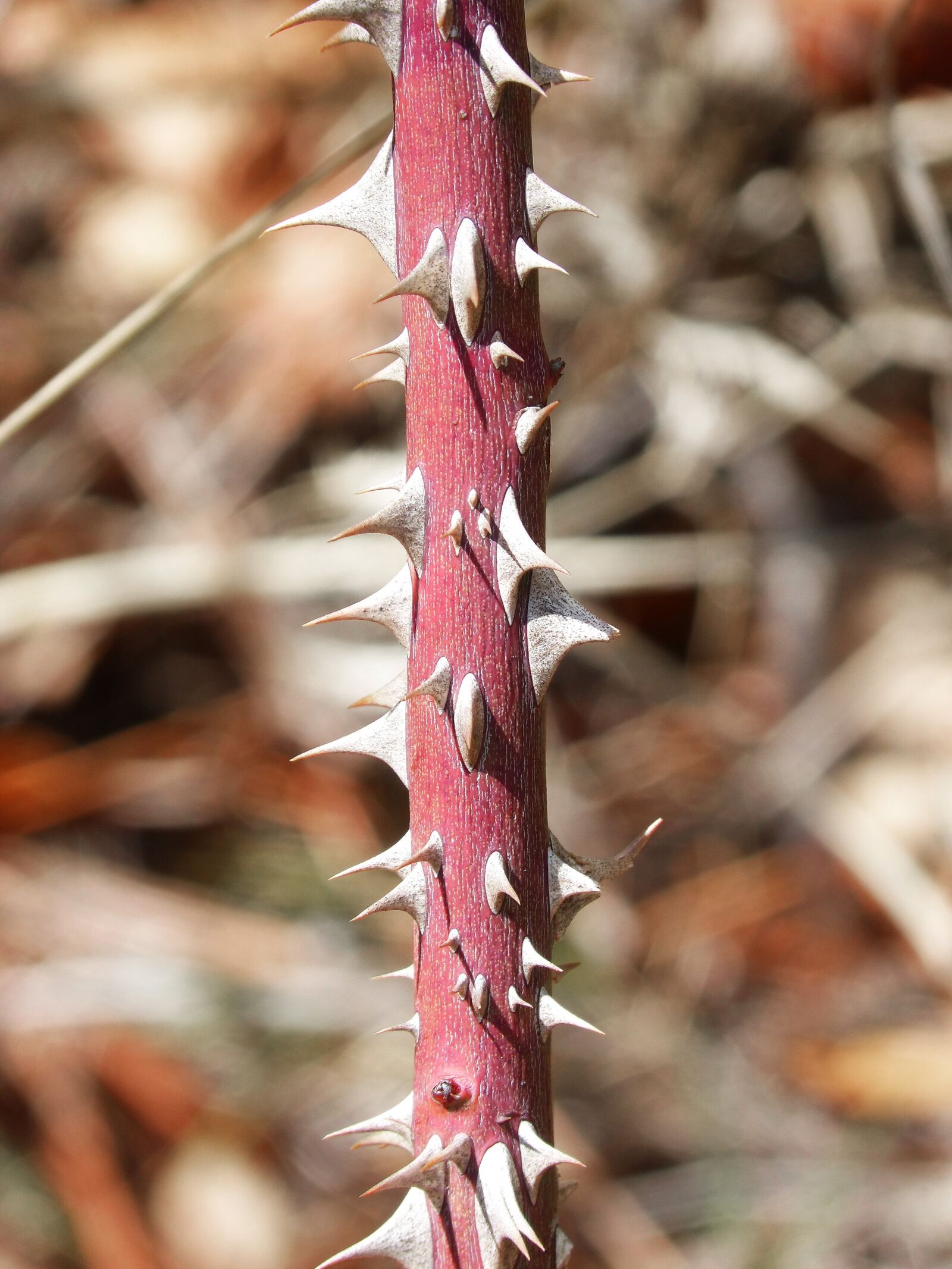 Panasonic DMC-FZ62 sample photo. Thorns, thorny, rosebush photography