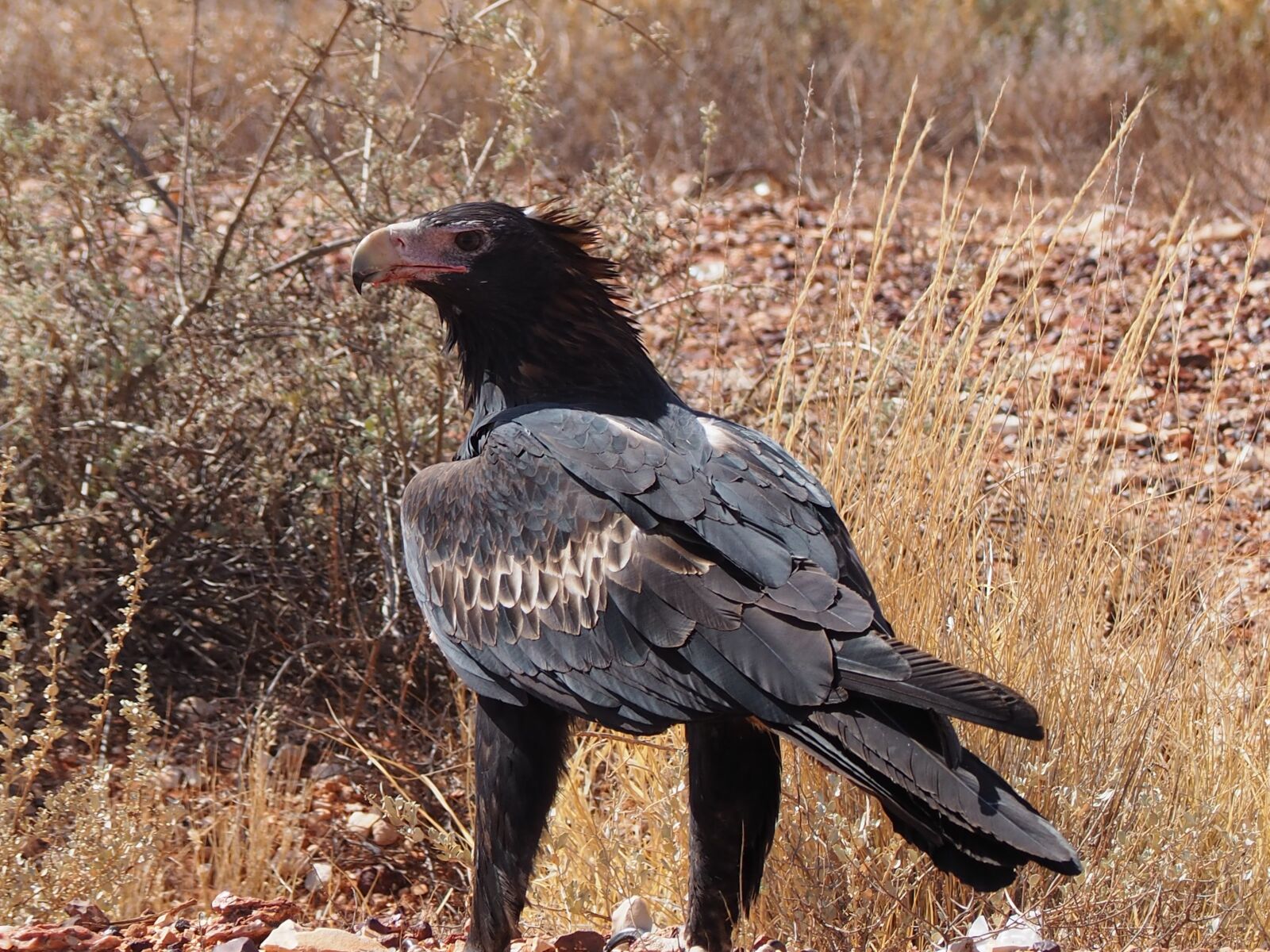 Olympus OM-D E-M10 sample photo. Adler, australia, bird of photography