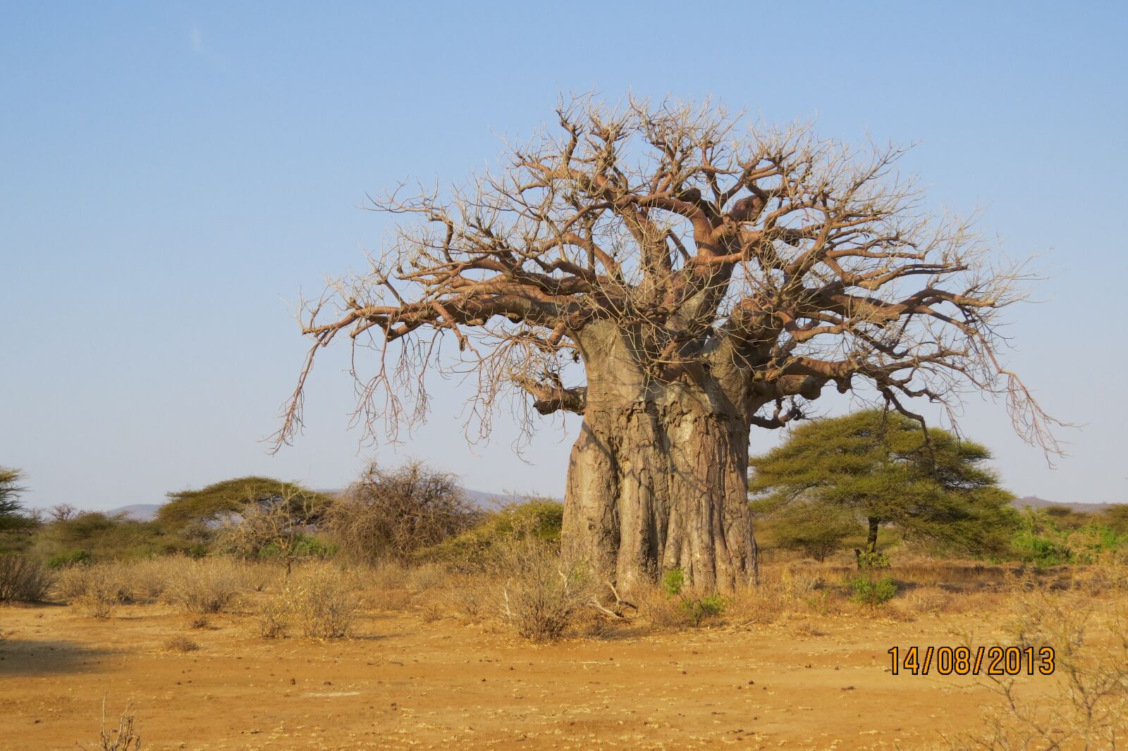Canon PowerShot SX50 HS sample photo. Baobab, africa, tanzania photography