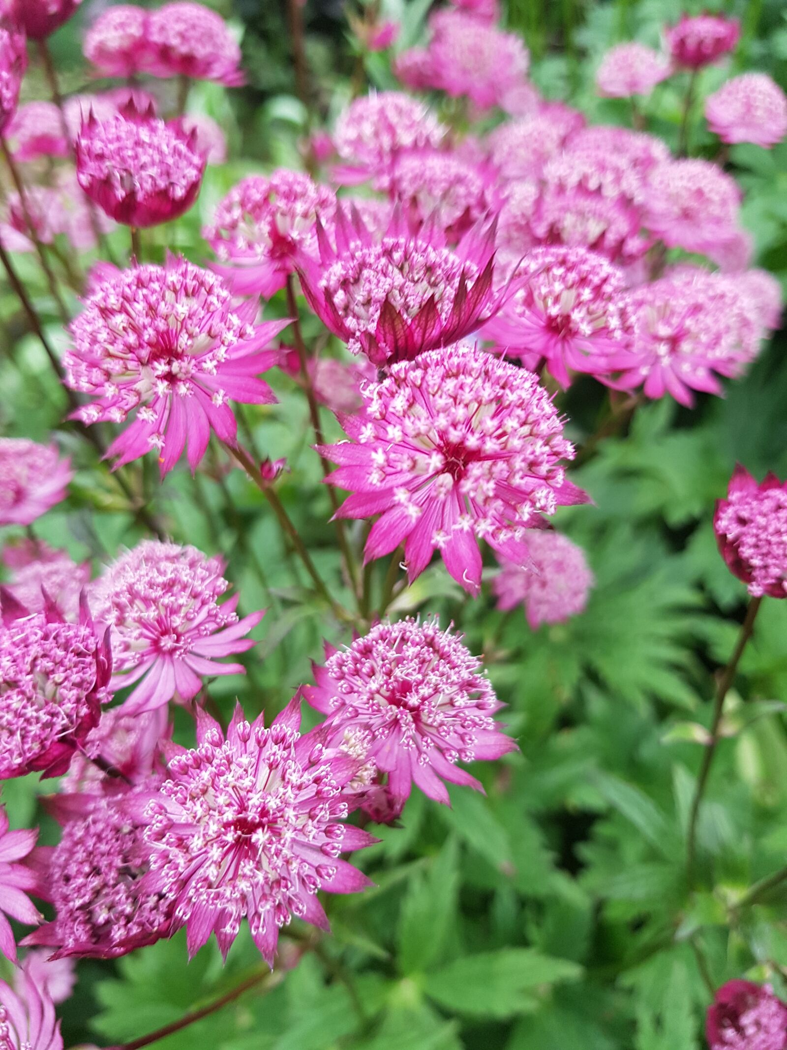 Samsung Galaxy S7 sample photo. Pink, flowers, bee photography