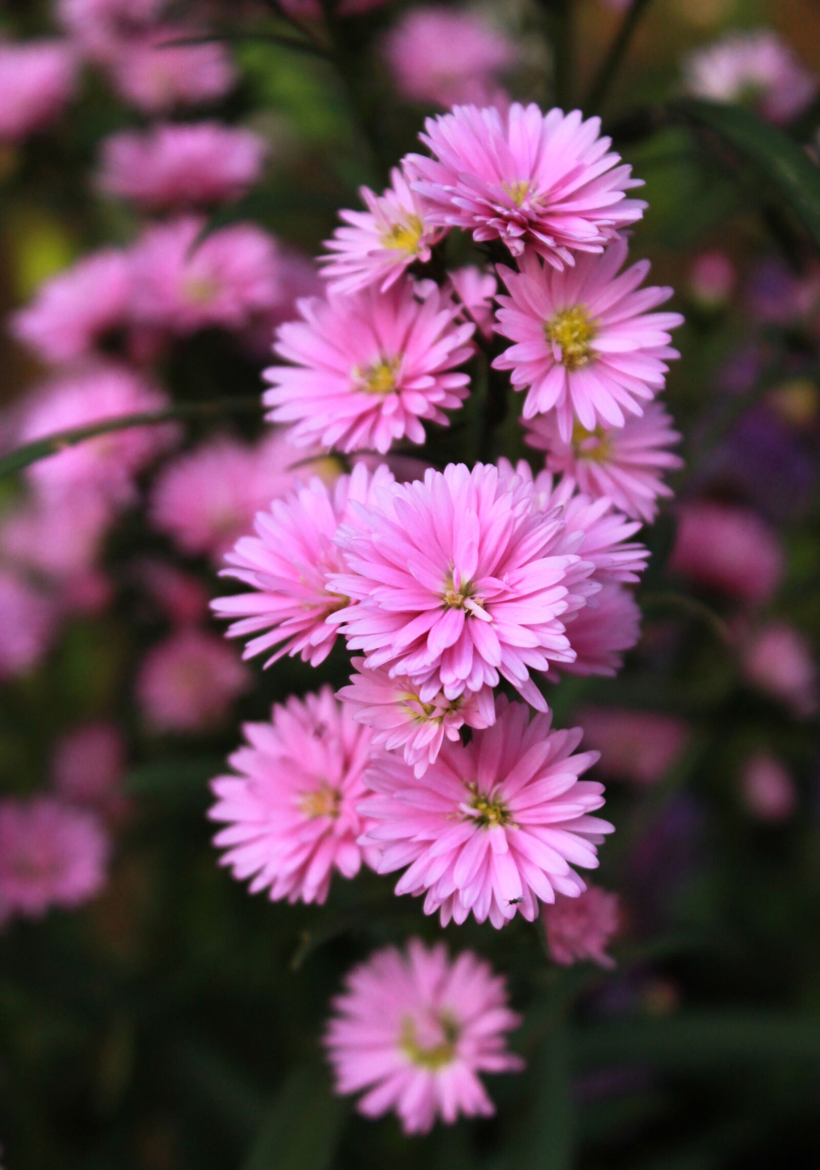 Canon EOS 1100D (EOS Rebel T3 / EOS Kiss X50) sample photo. Aster, flower, pink photography
