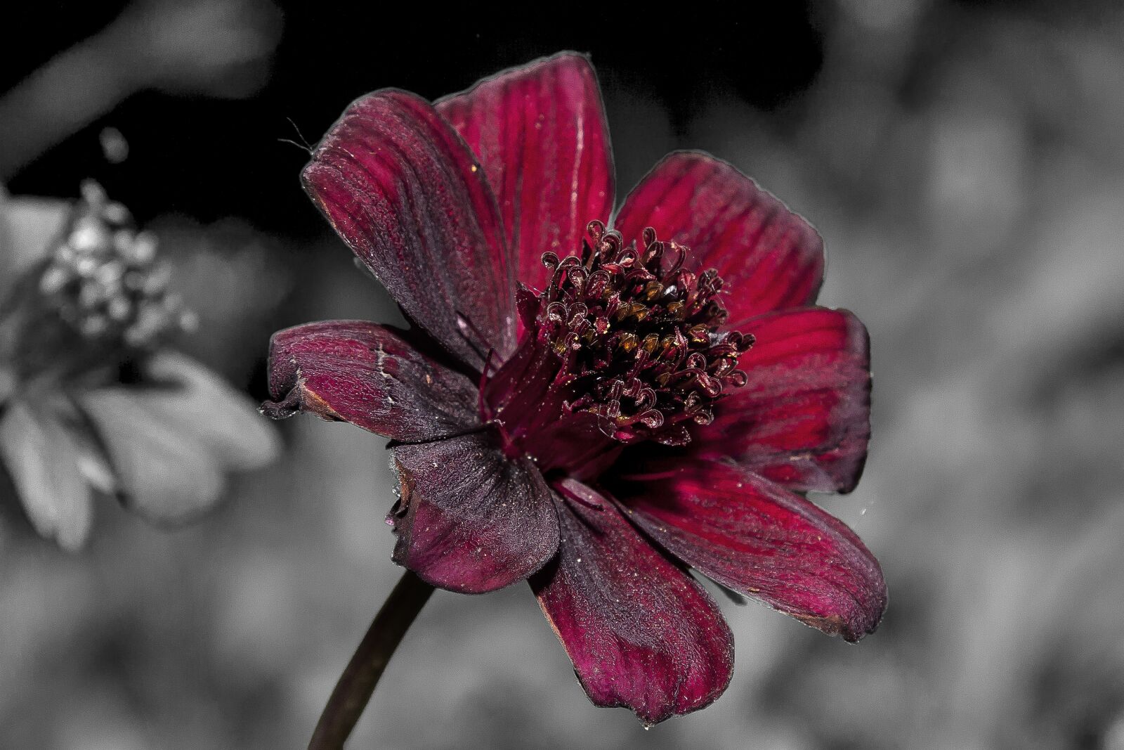 Canon EOS 50D + Canon EF 24-105mm F4L IS USM sample photo. Cosmea, chocolate flower, blossom photography