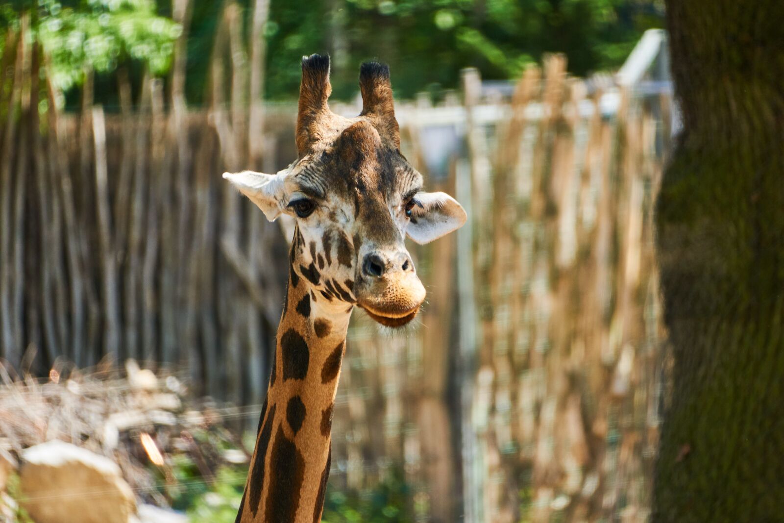 Sony E 70-350mm F4.5-6.3 G OSS sample photo. Giraffe, africa, animal photography