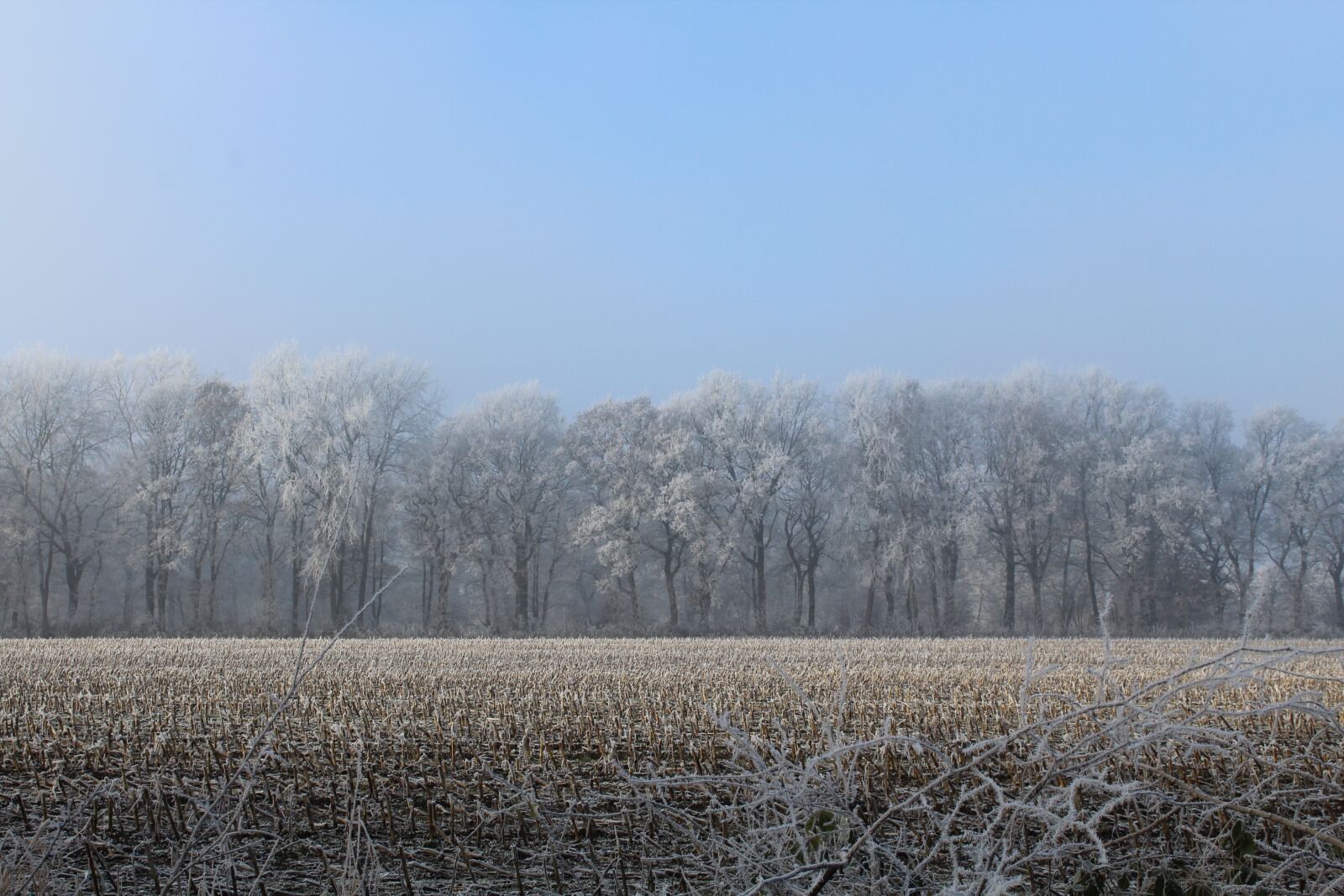 Canon EOS 1200D (EOS Rebel T5 / EOS Kiss X70 / EOS Hi) sample photo. Wintry, trees, stubble photography