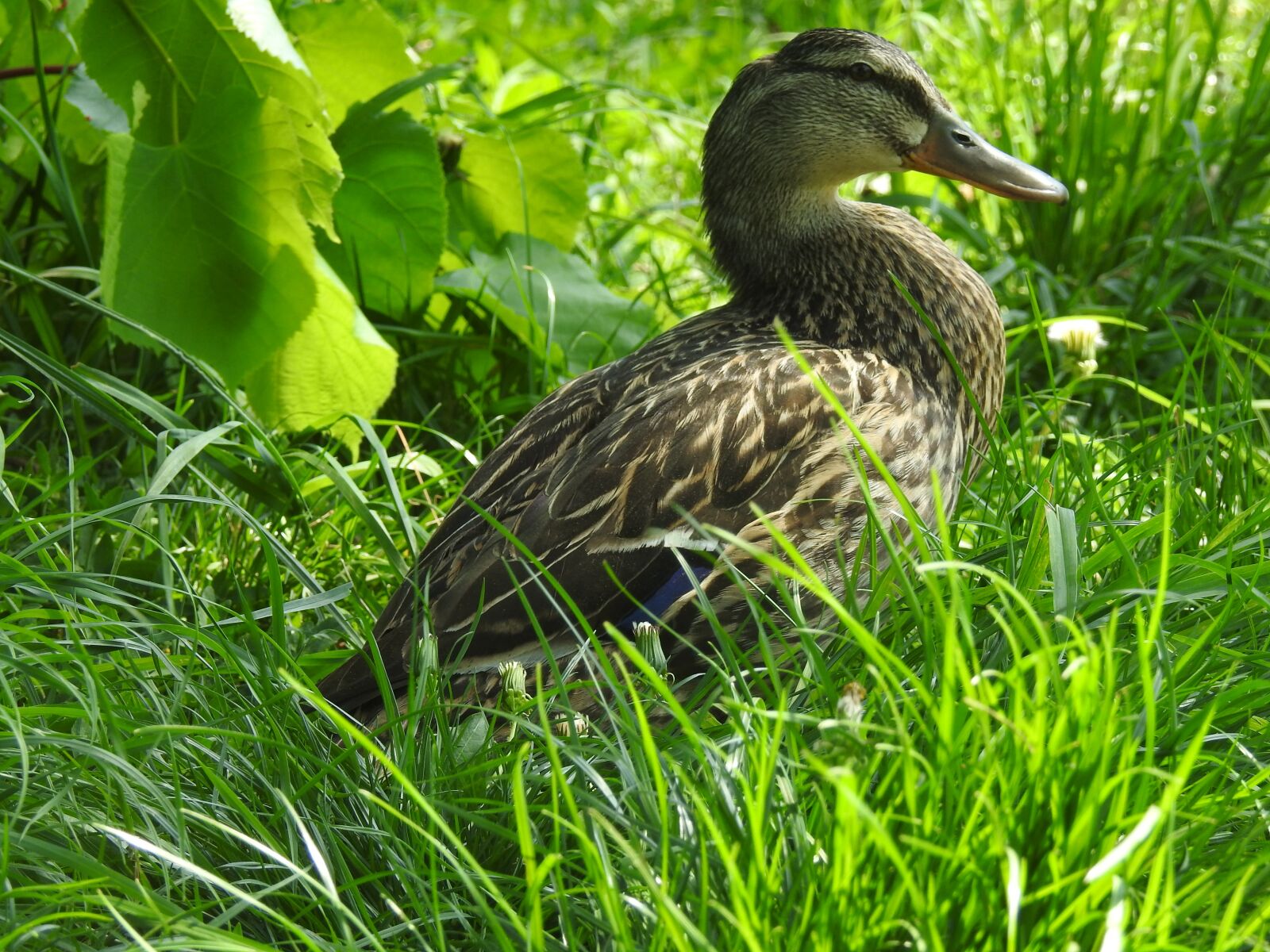 Nikon Coolpix P900 sample photo. Nature, birds, lawn photography