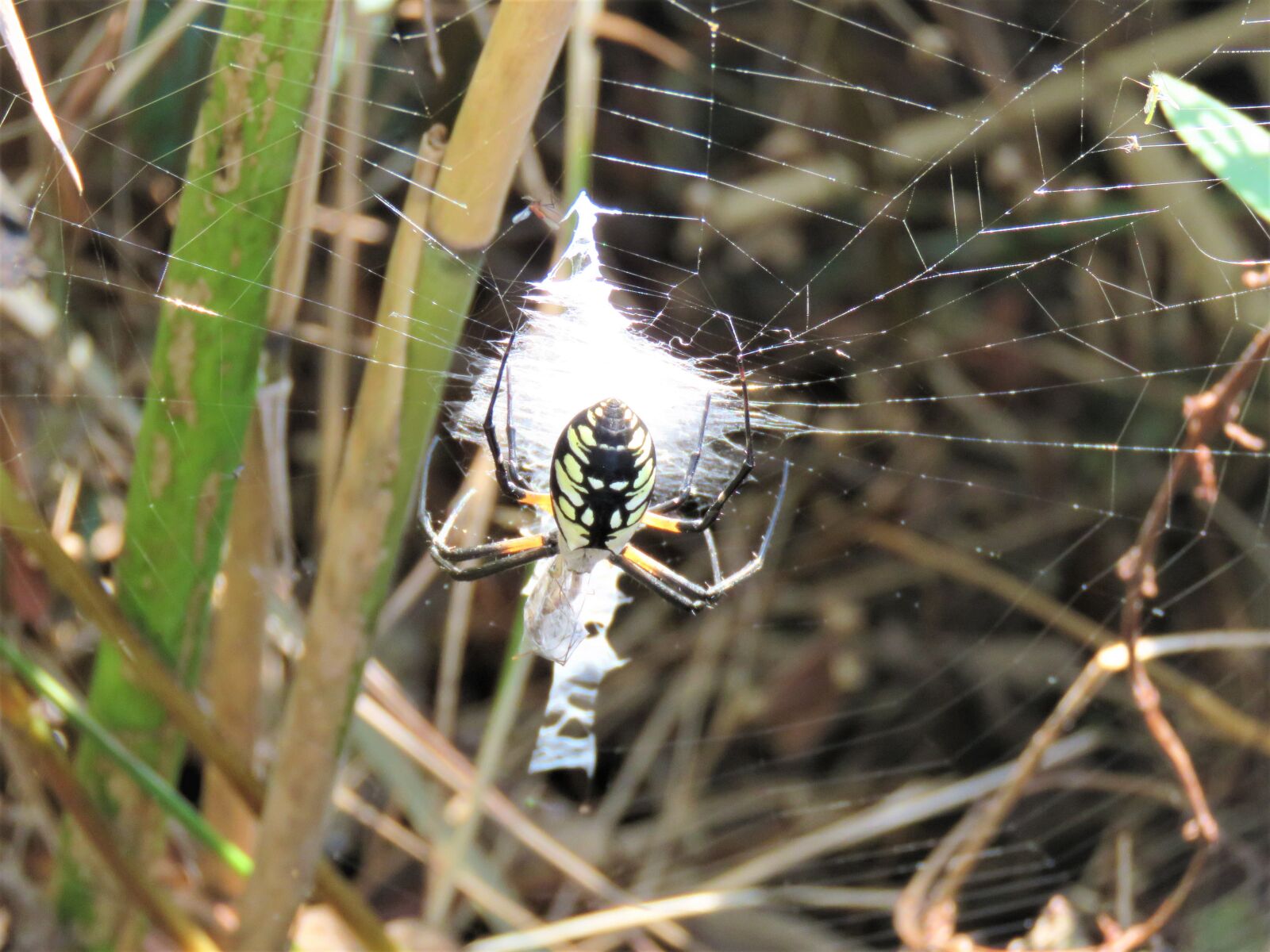 Canon PowerShot SX60 HS sample photo. Spider, halloween, nature photography