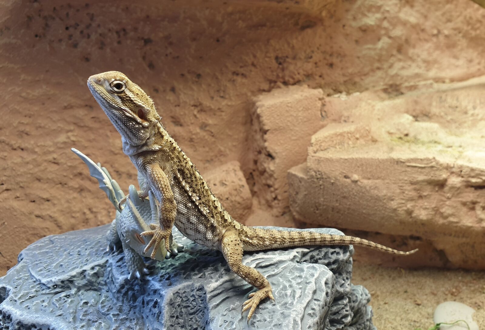 Samsung Galaxy S9 sample photo. Lizard, skäggagam, pets photography