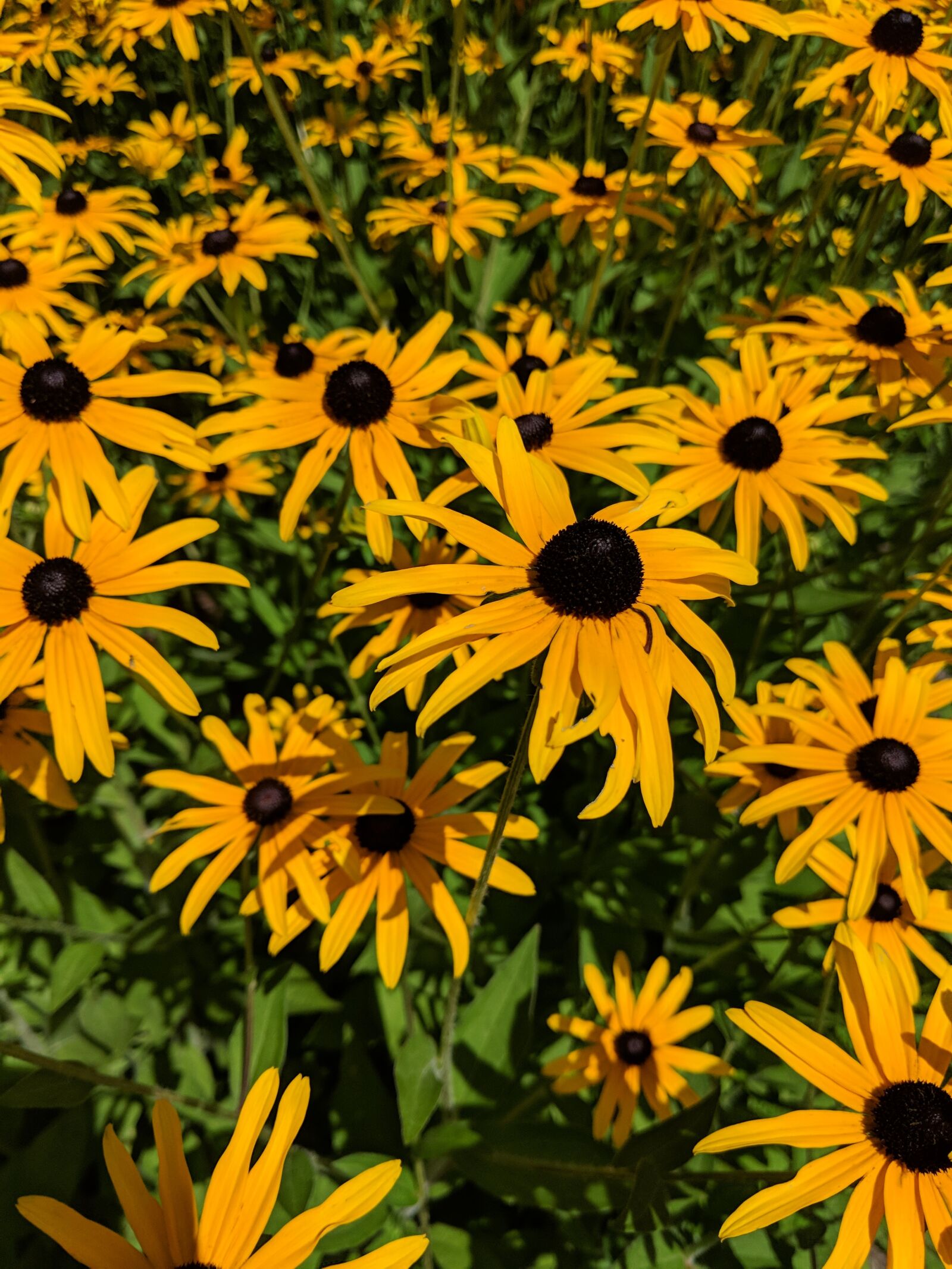 Google Pixel 2 sample photo. Flowers, blackeyed susan, summer photography
