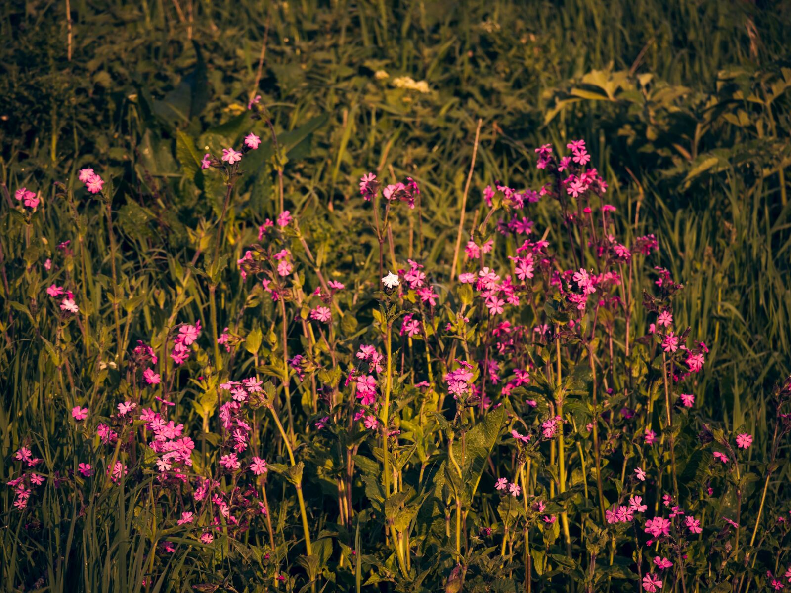 Olympus OM-D E-M5 III sample photo. Meadow, flower, pink photography