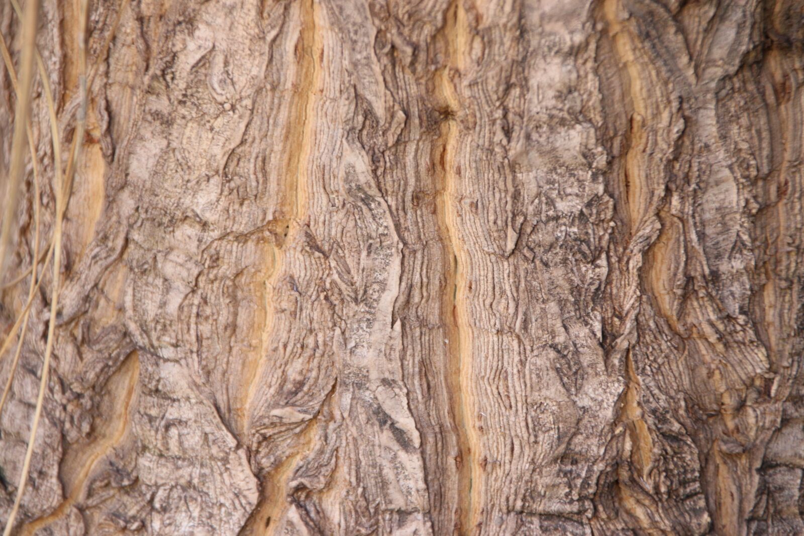 Canon EOS 70D sample photo. Tree, bark, wood photography