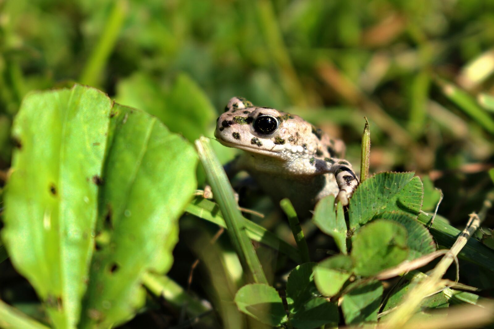 Canon EOS 100D (EOS Rebel SL1 / EOS Kiss X7) sample photo. žaba, frog, zvieratá photography
