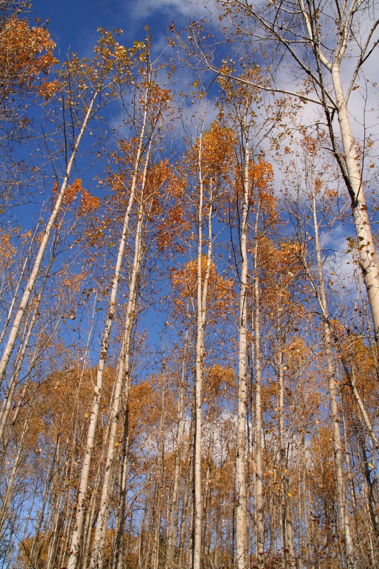 Canon EOS 350D (EOS Digital Rebel XT / EOS Kiss Digital N) sample photo. Gold and blue, autumn photography