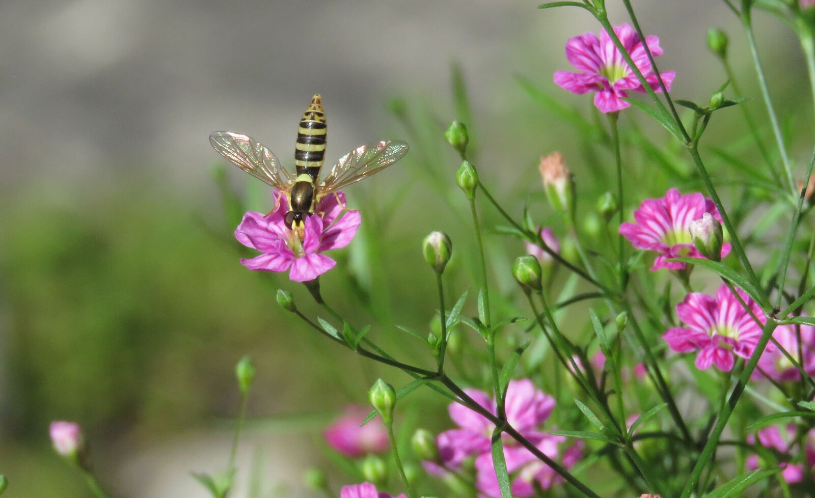 Canon PowerShot SX60 HS sample photo. Hoverfly, bee mimic, wings photography