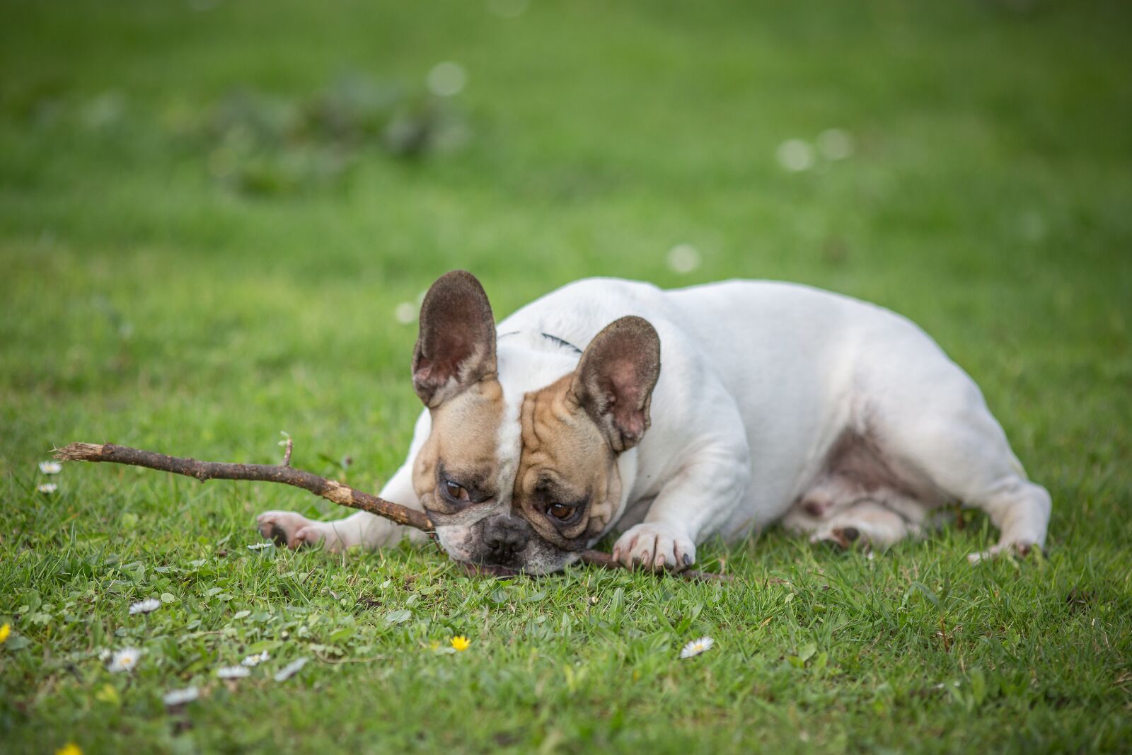 Canon EF 200mm F2.8L II USM sample photo. Dog, small, cute photography