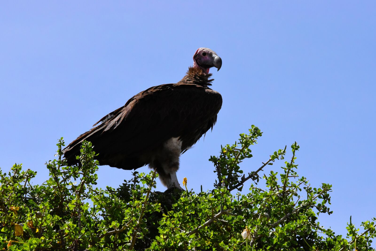 Nikon D5500 sample photo. Wildlife, africa, tanzania photography