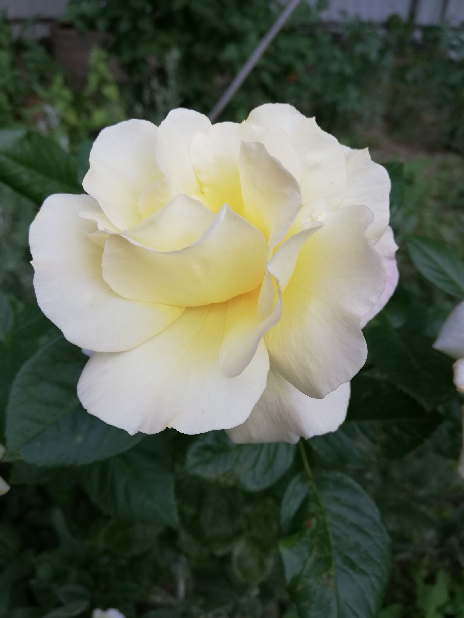 HUAWEI P20 lite sample photo. Rose, white, day photography