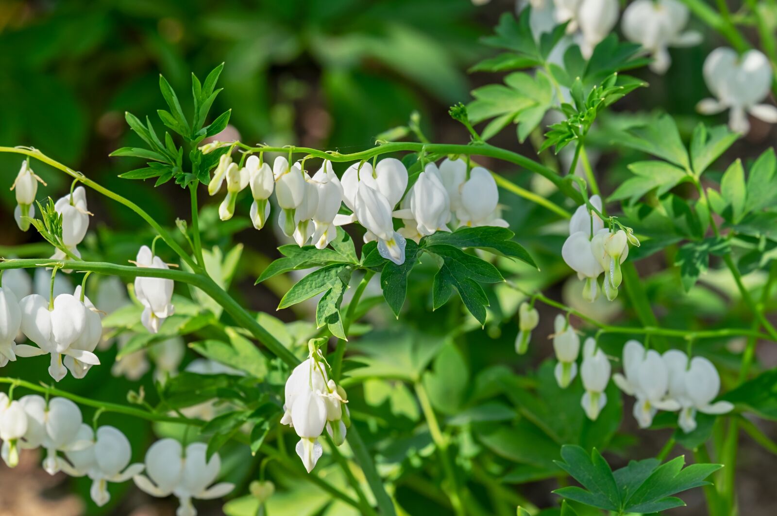 Fujifilm XF 55-200mm F3.5-4.8 R LM OIS sample photo. Bleeding heart, flower, blossom photography