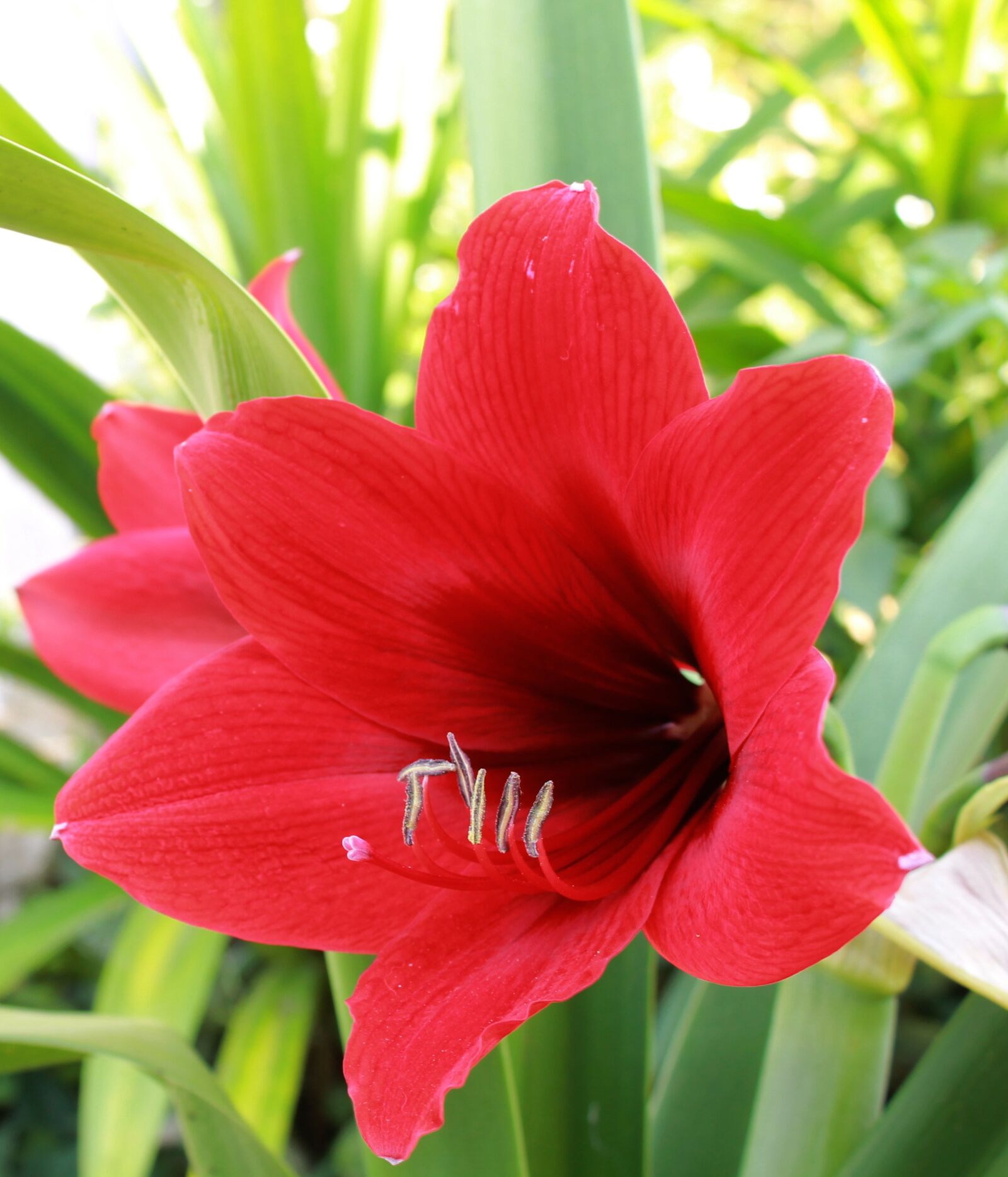 Canon EOS 1100D (EOS Rebel T3 / EOS Kiss X50) sample photo. Lily, flower, red photography