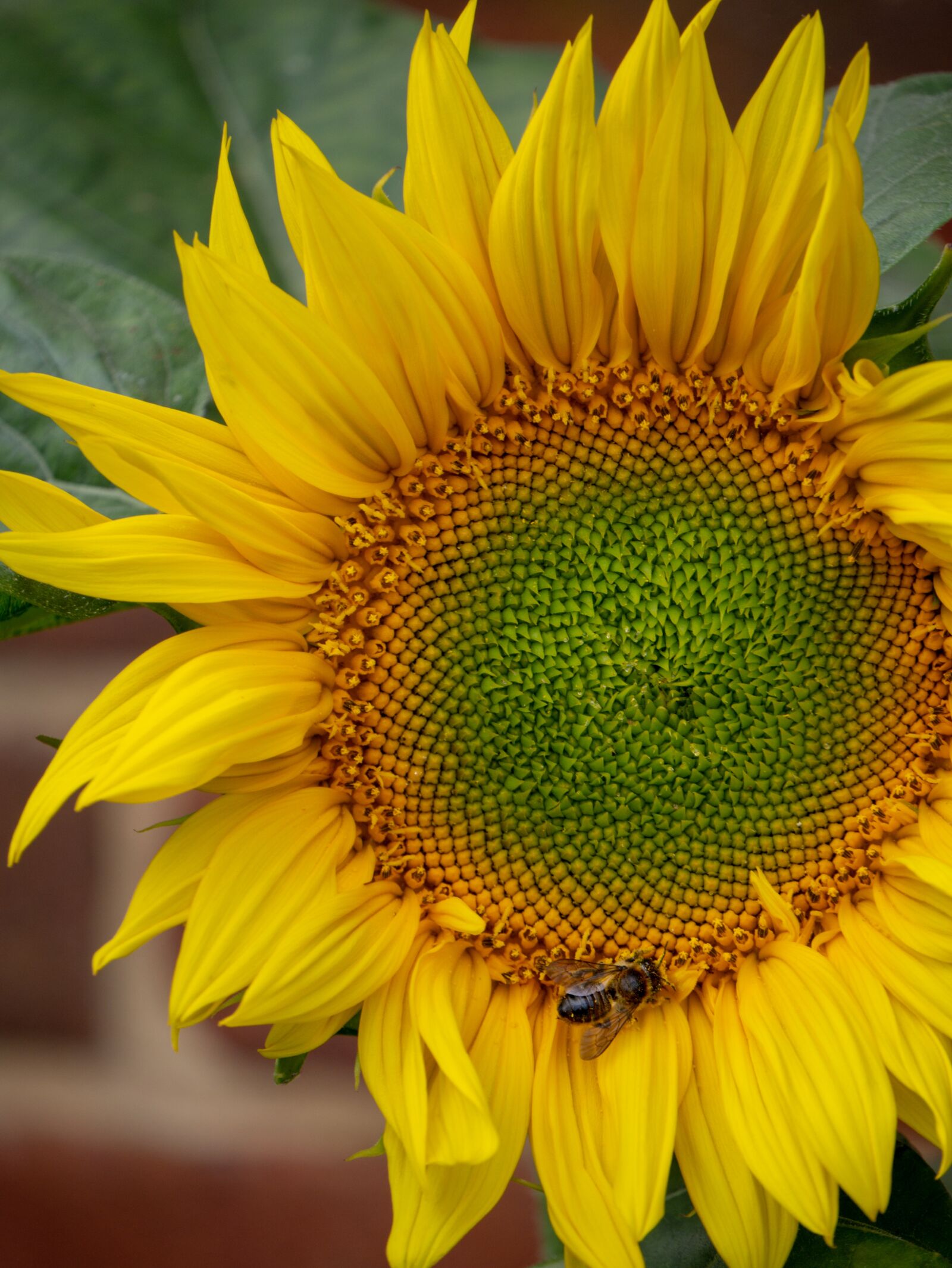 Panasonic Lumix DMC-GM1 sample photo. Flower, sunflower, summer photography