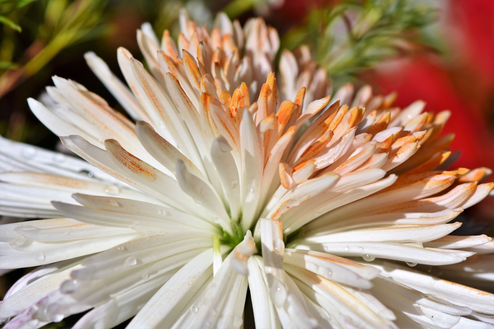 Nikon D7200 sample photo. Dahlia, dahlias bud, flower photography