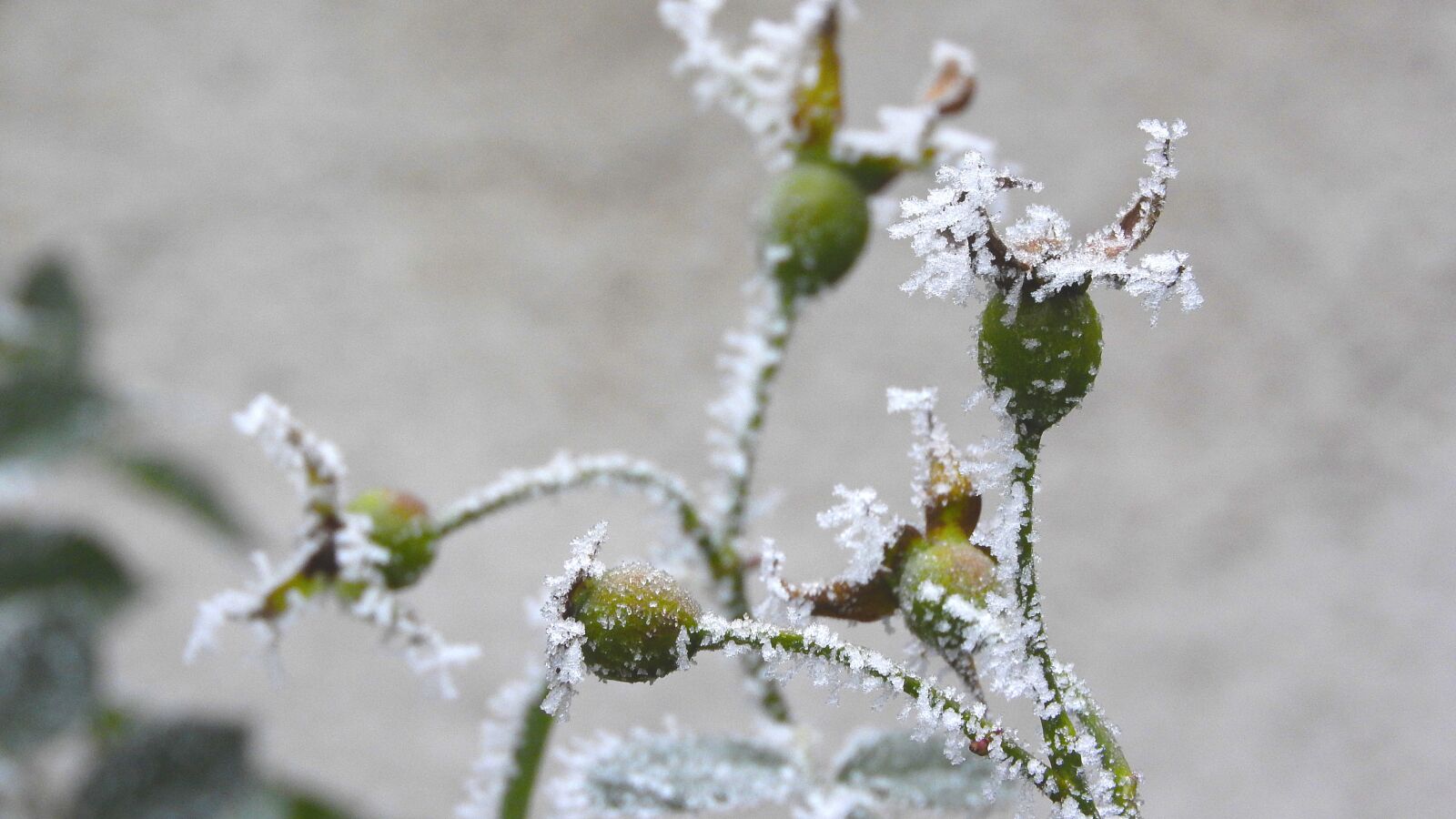 Nikon Coolpix P610 sample photo. Ice crystals, rime, foliage photography