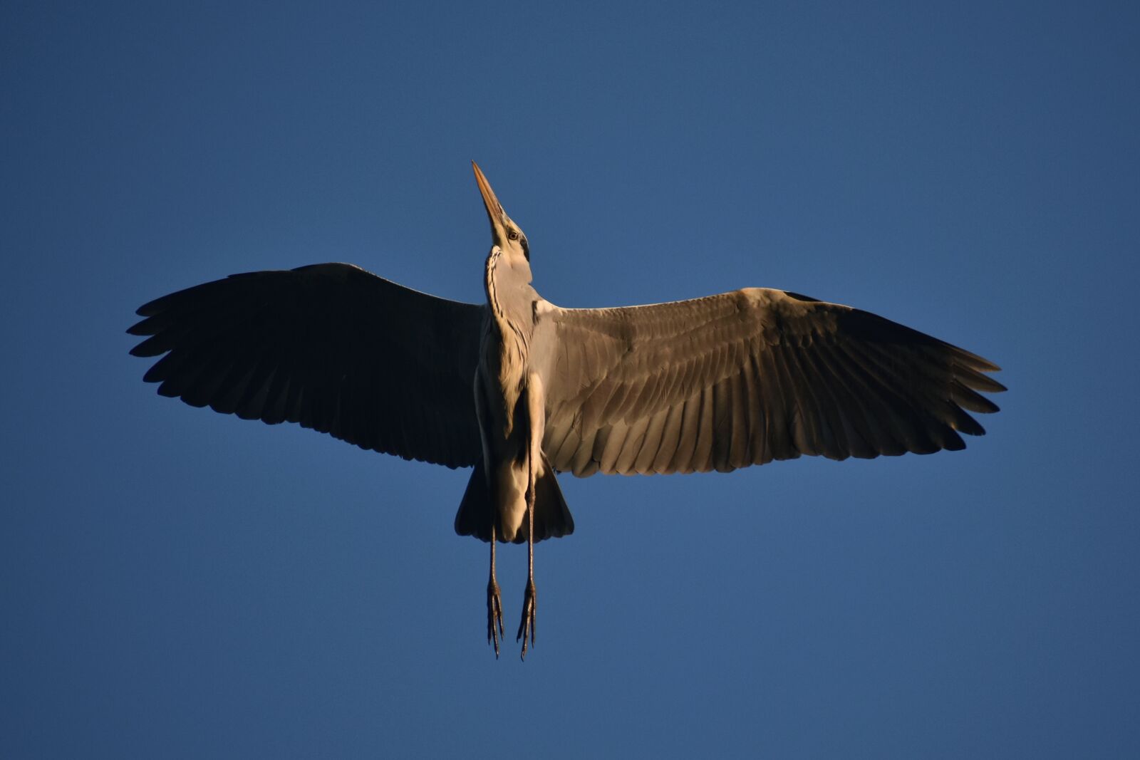 Nikon D7200 sample photo. Animal, sky, bird photography