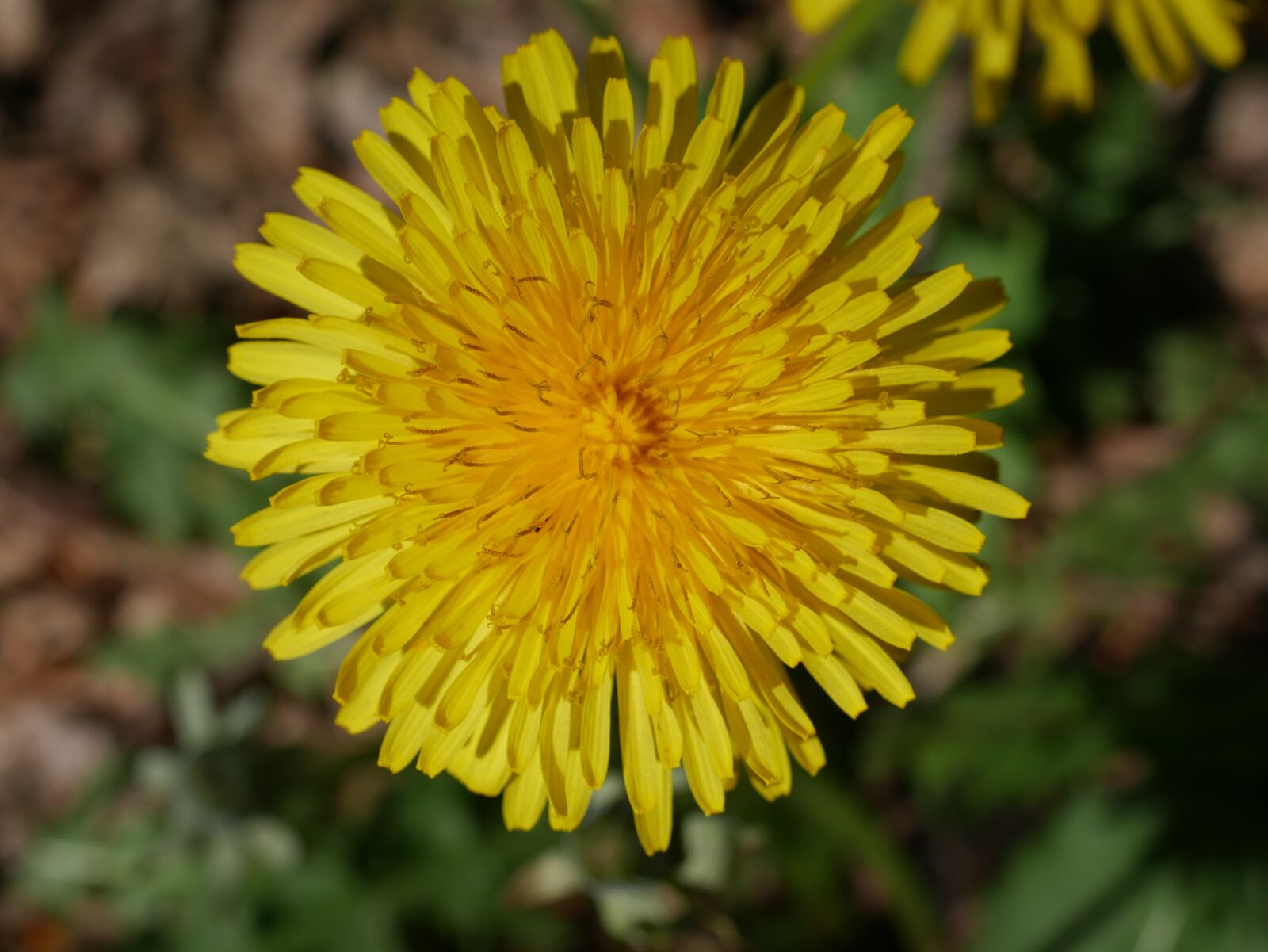 Panasonic DMC-G70 sample photo. Nature, flower, plant photography