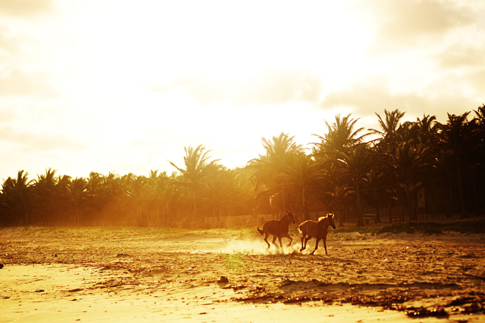 Nikon D610 sample photo. Nature, horses, sol photography