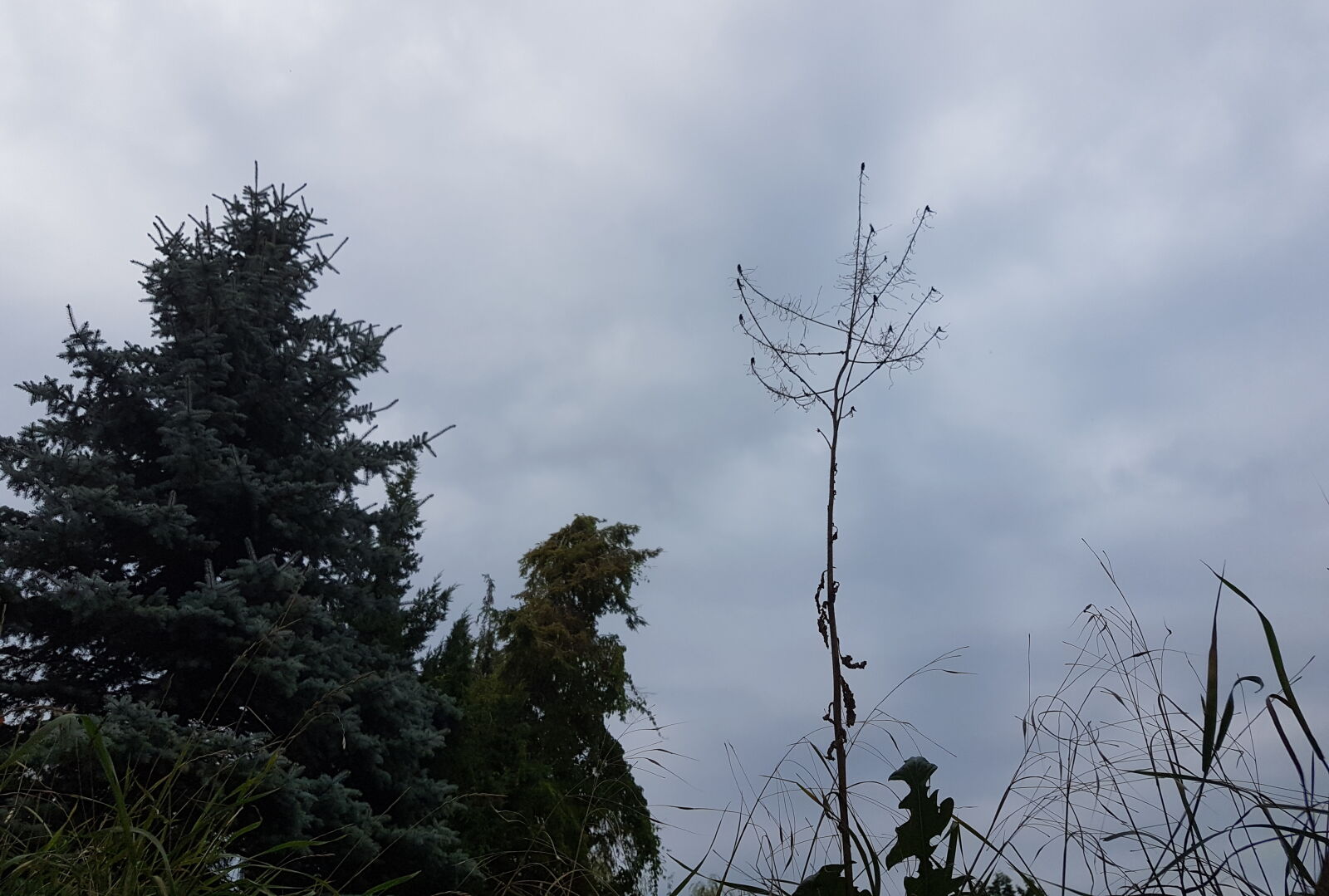 Samsung Galaxy S7 sample photo. Cloudy, skies, frog, perspective photography