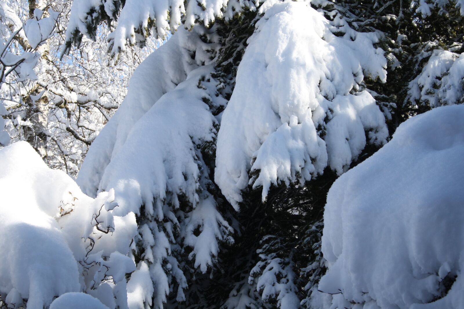 Canon EOS 1000D (EOS Digital Rebel XS / EOS Kiss F) sample photo. Winter, snow, fir tree photography