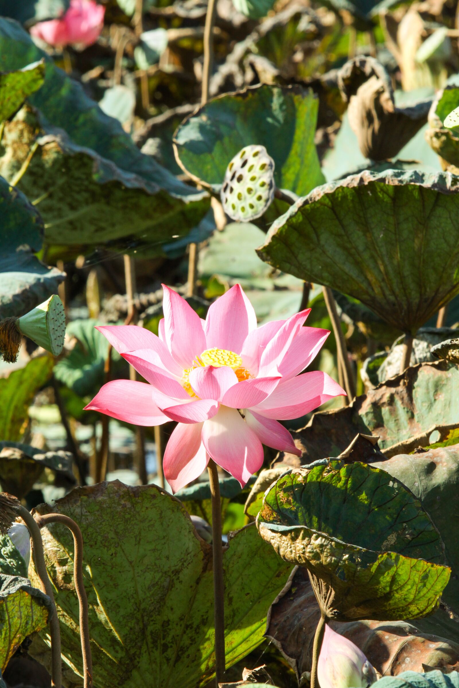 Canon EOS 50D sample photo. Flower, lotus, pink photography