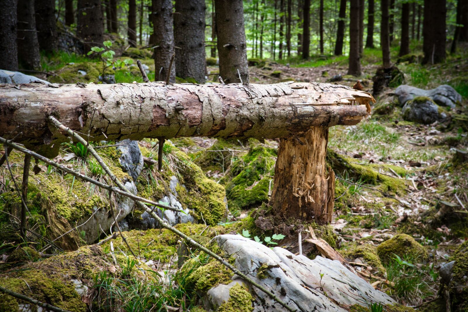 Nikon D7500 sample photo. Storm, log, old photography