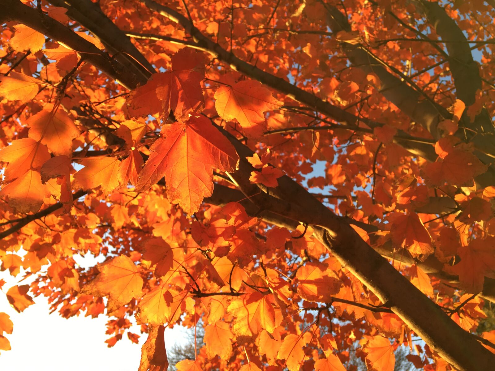 Apple iPhone 6s Plus sample photo. Fall, autumn, season photography