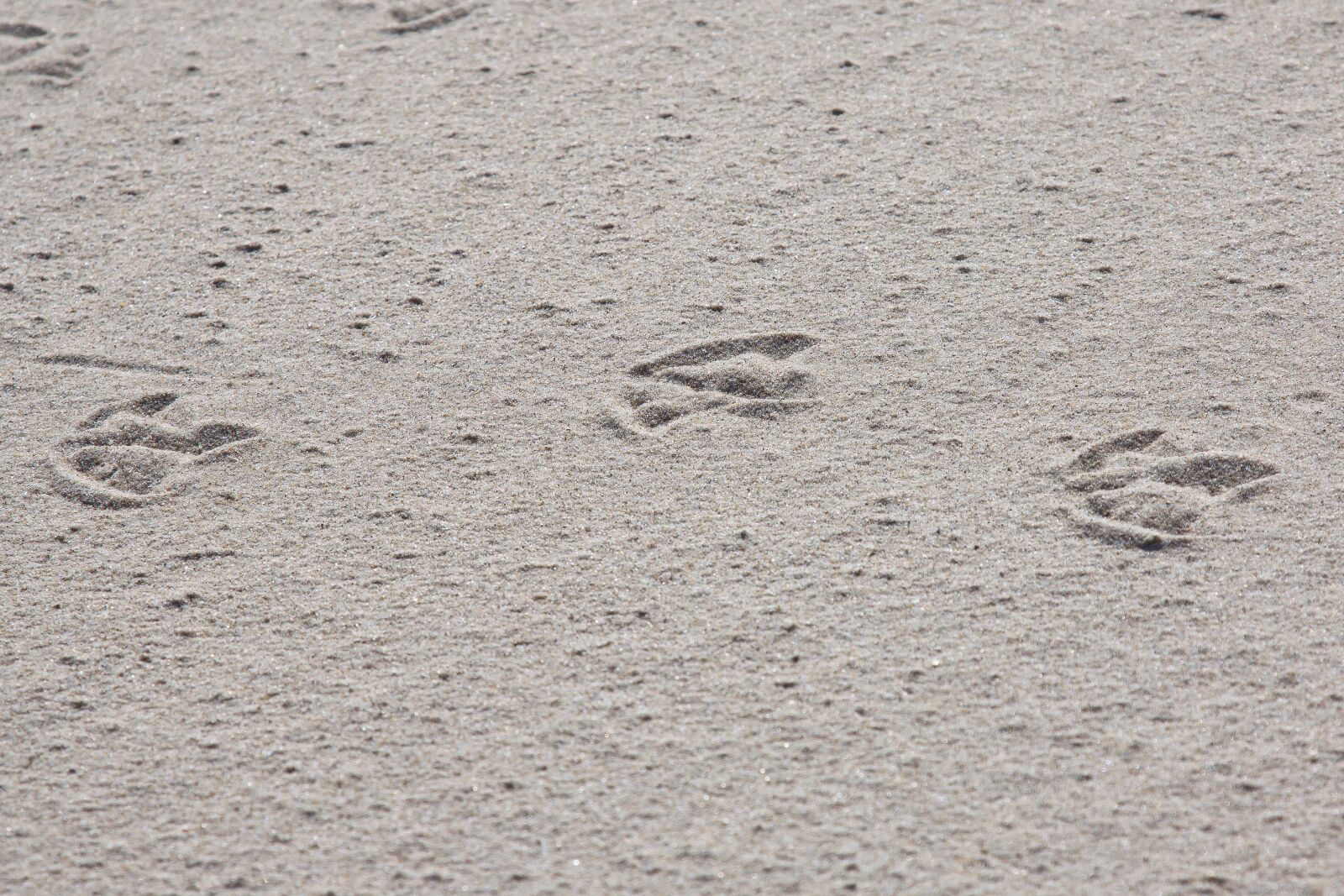 Canon EOS 50D + Canon EF 24-105mm F4L IS USM sample photo. Traces, sand, bird photography