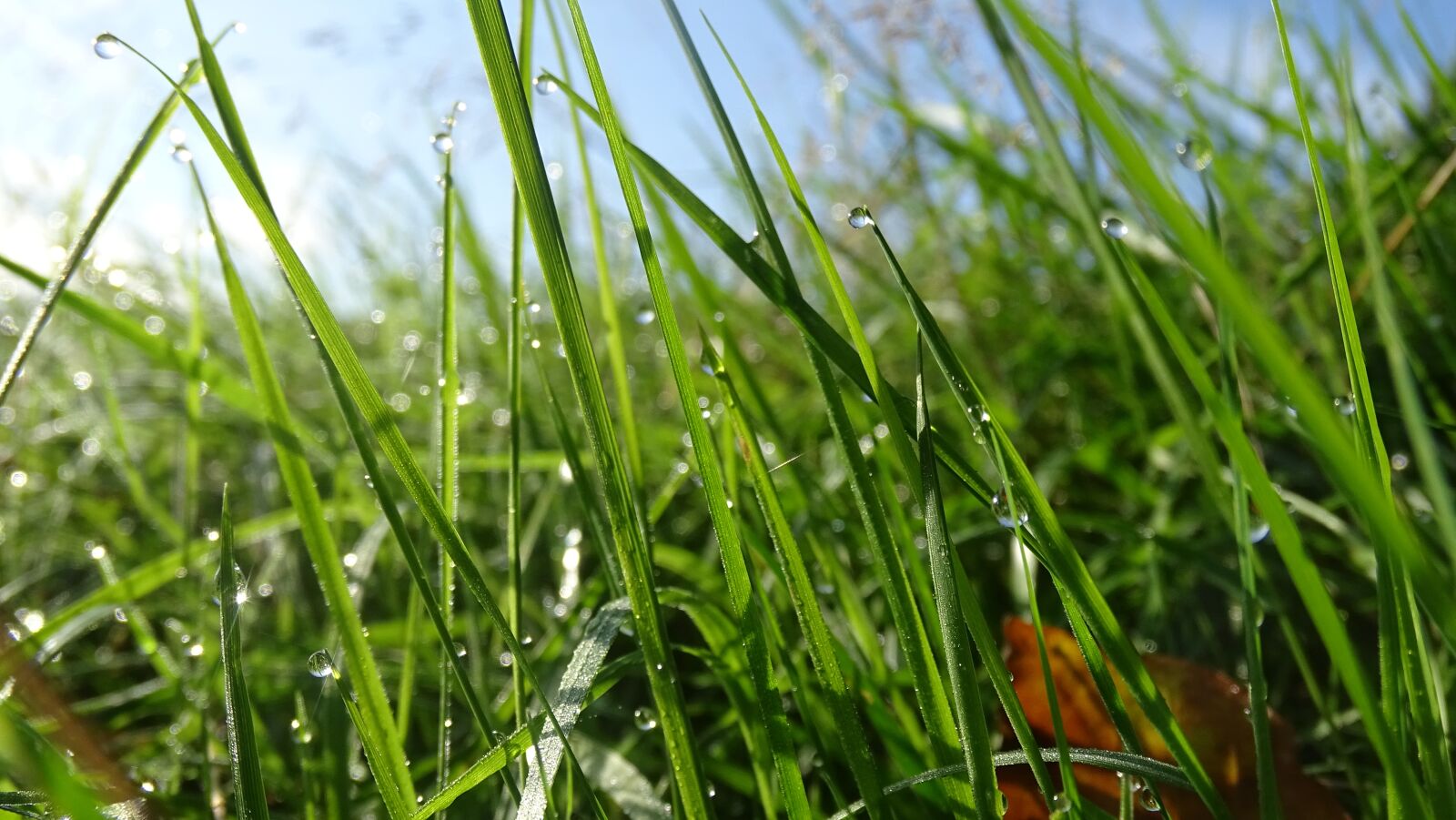 Sony Cyber-shot DSC-HX400V sample photo. Grass, pasture, dew photography