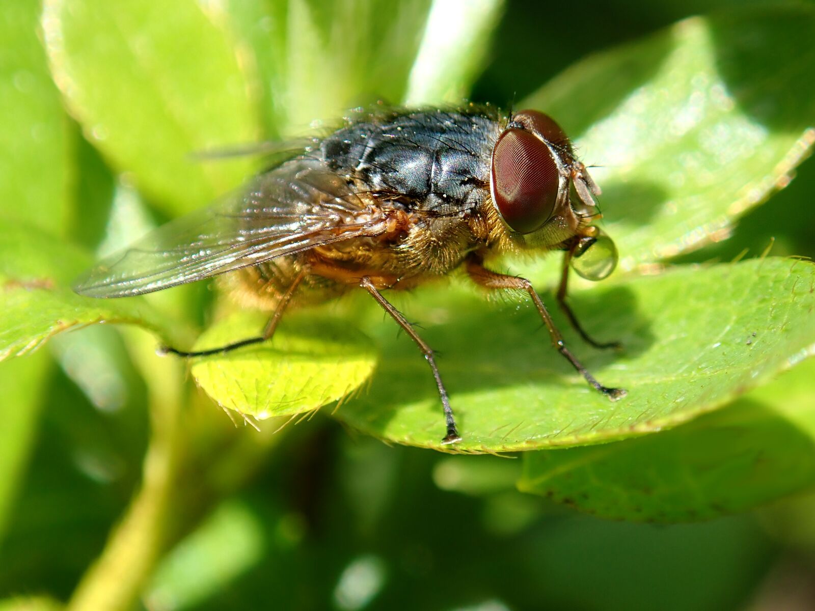 Olympus TG-5 sample photo. Fly, blow fly, insect photography
