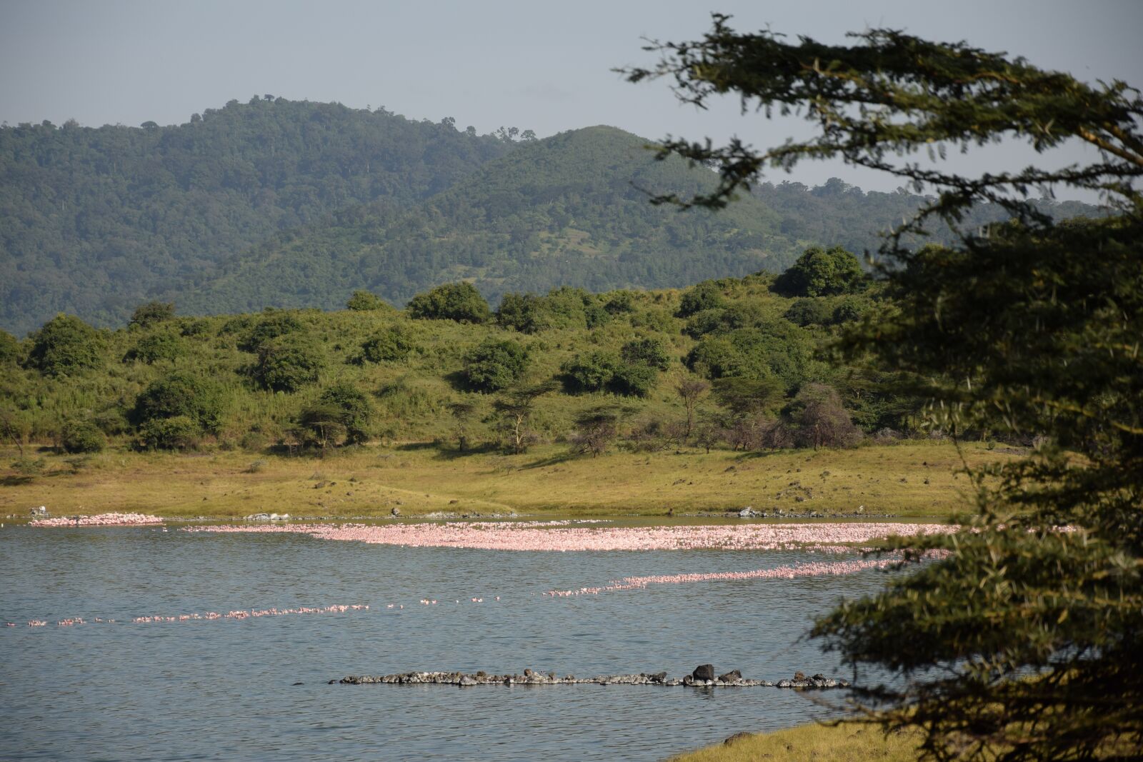 Nikon D5300 sample photo. Tanzania, arusha np, momela photography
