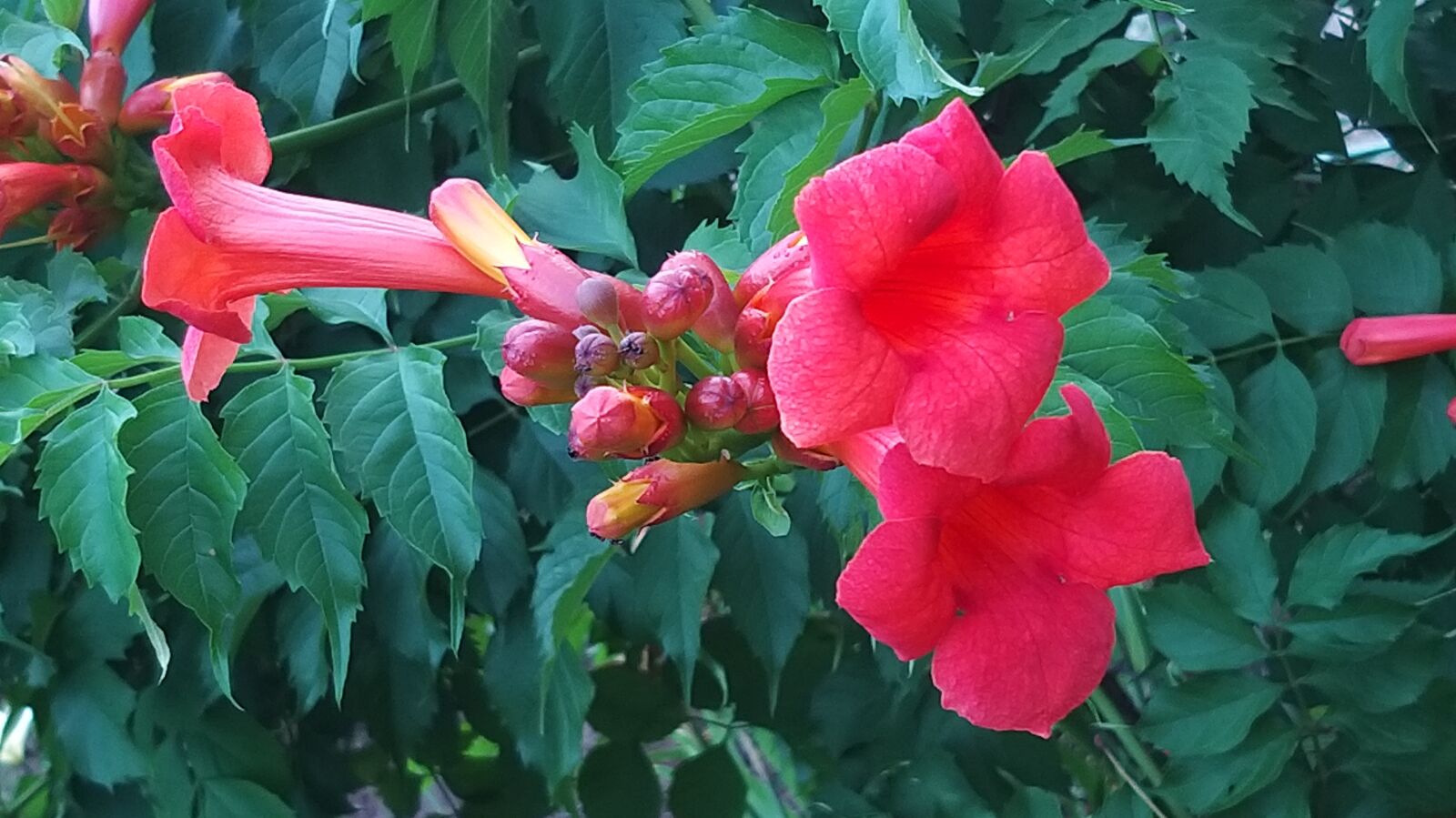 Samsung Galaxy A9 (2018) sample photo. Flowers, beauty, exotic photography