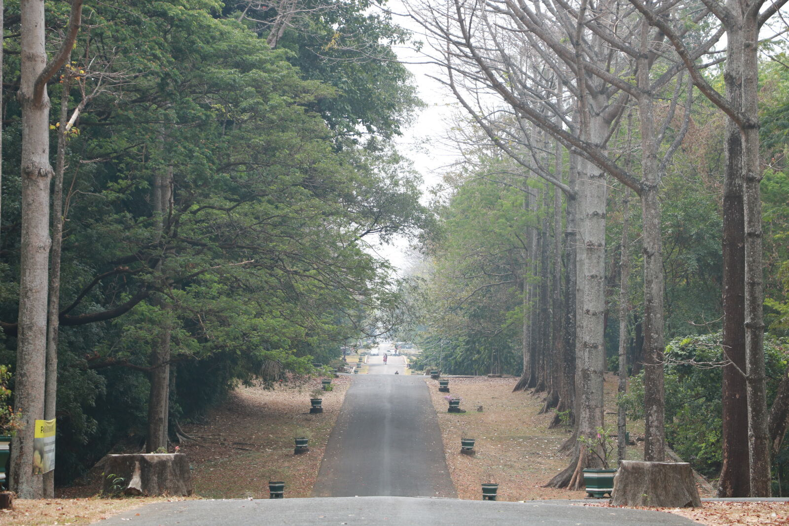 Canon EOS 750D (EOS Rebel T6i / EOS Kiss X8i) + Canon EF-S 18-135mm F3.5-5.6 IS STM sample photo. Green, road, tree photography